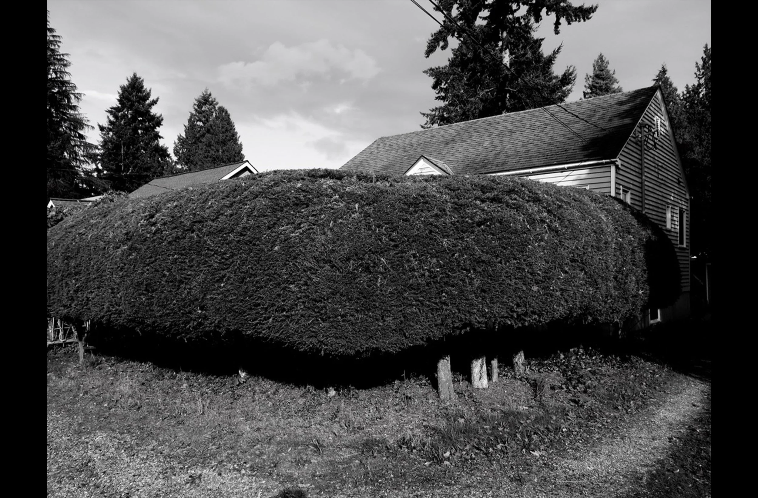 Hedge in Maple Leaf No.1