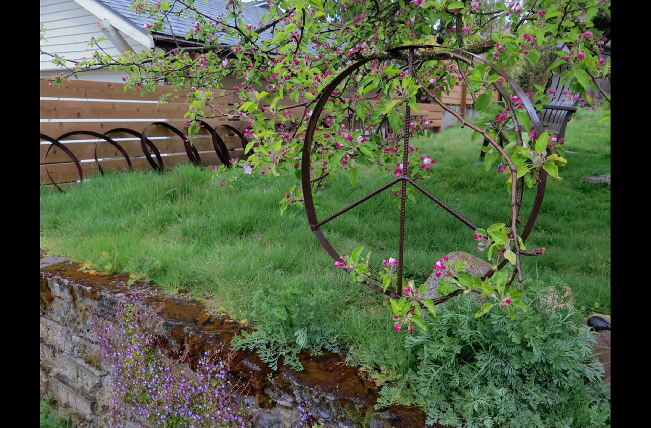 Apple Blossoms