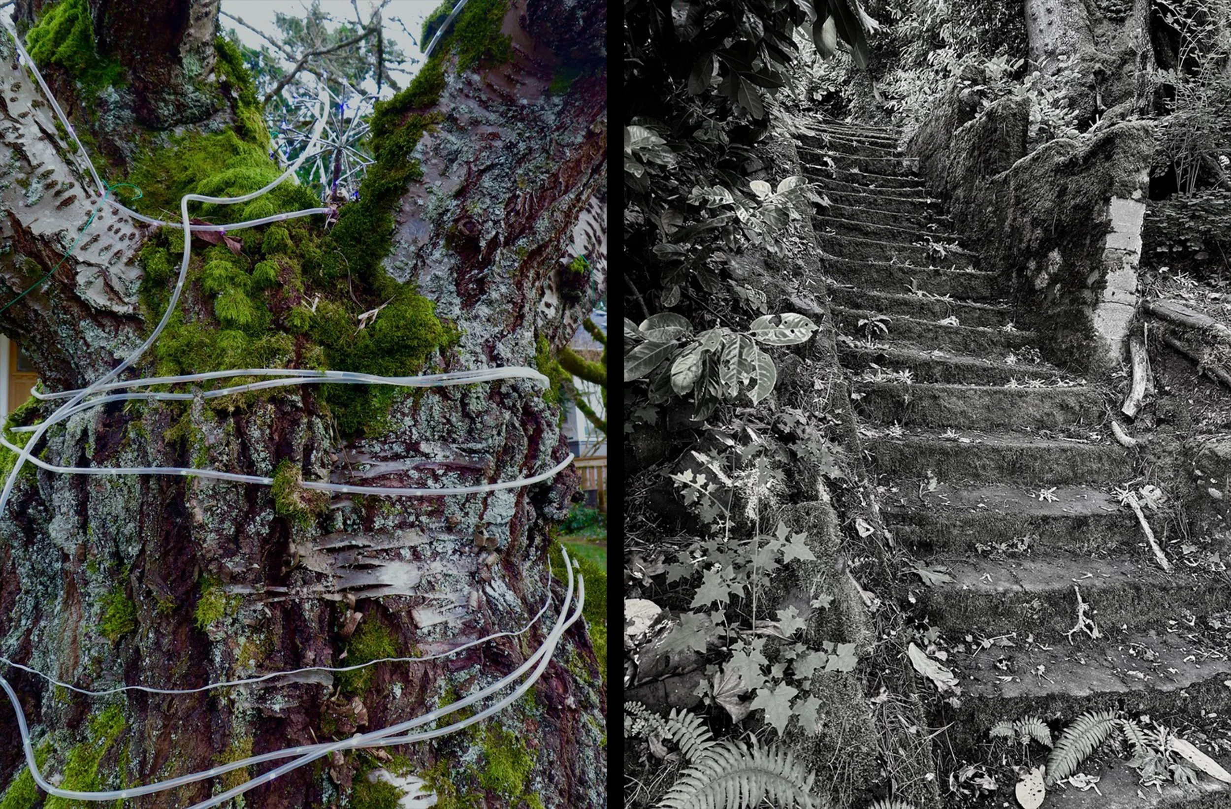Diptych:  Ascension