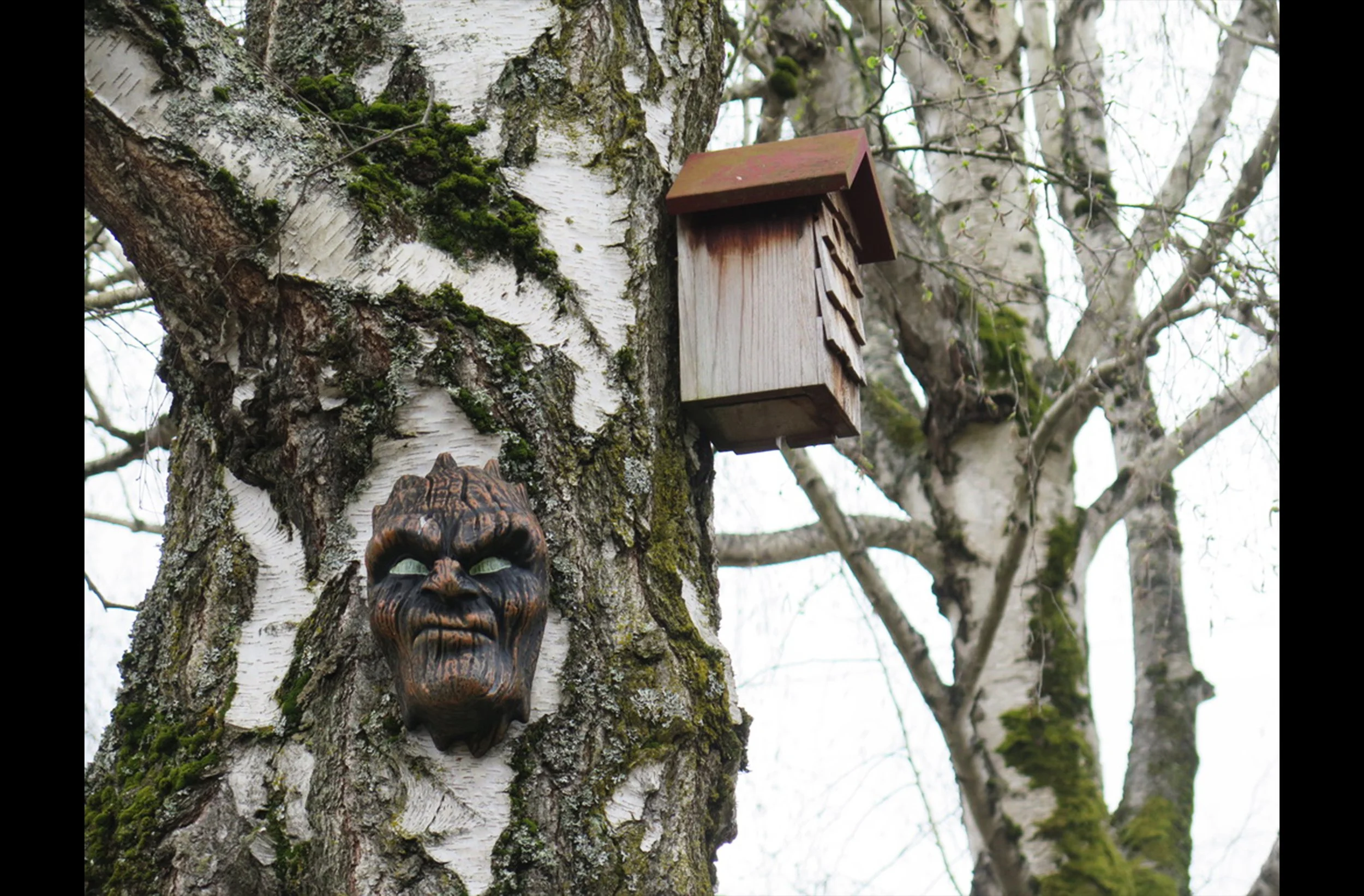 Tree Spirits