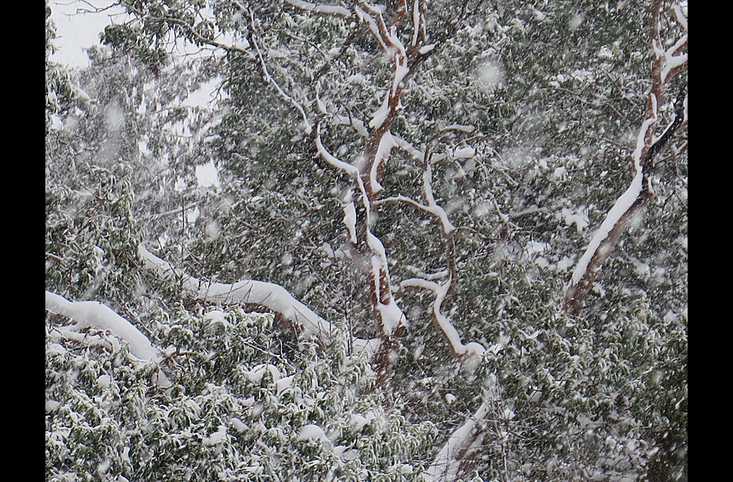 Snow on Madrona