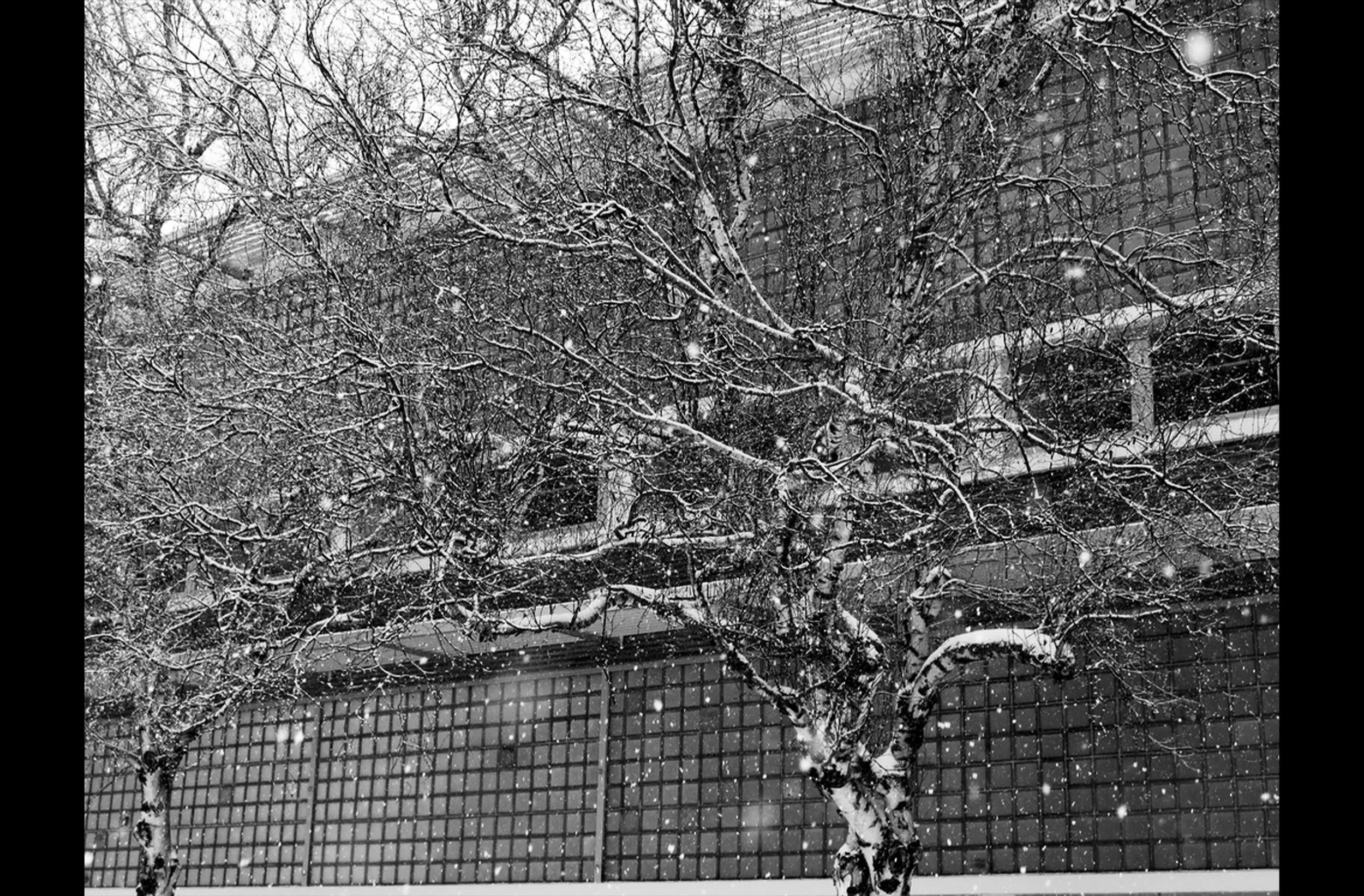 Eckstein Middle School in the Snow #3