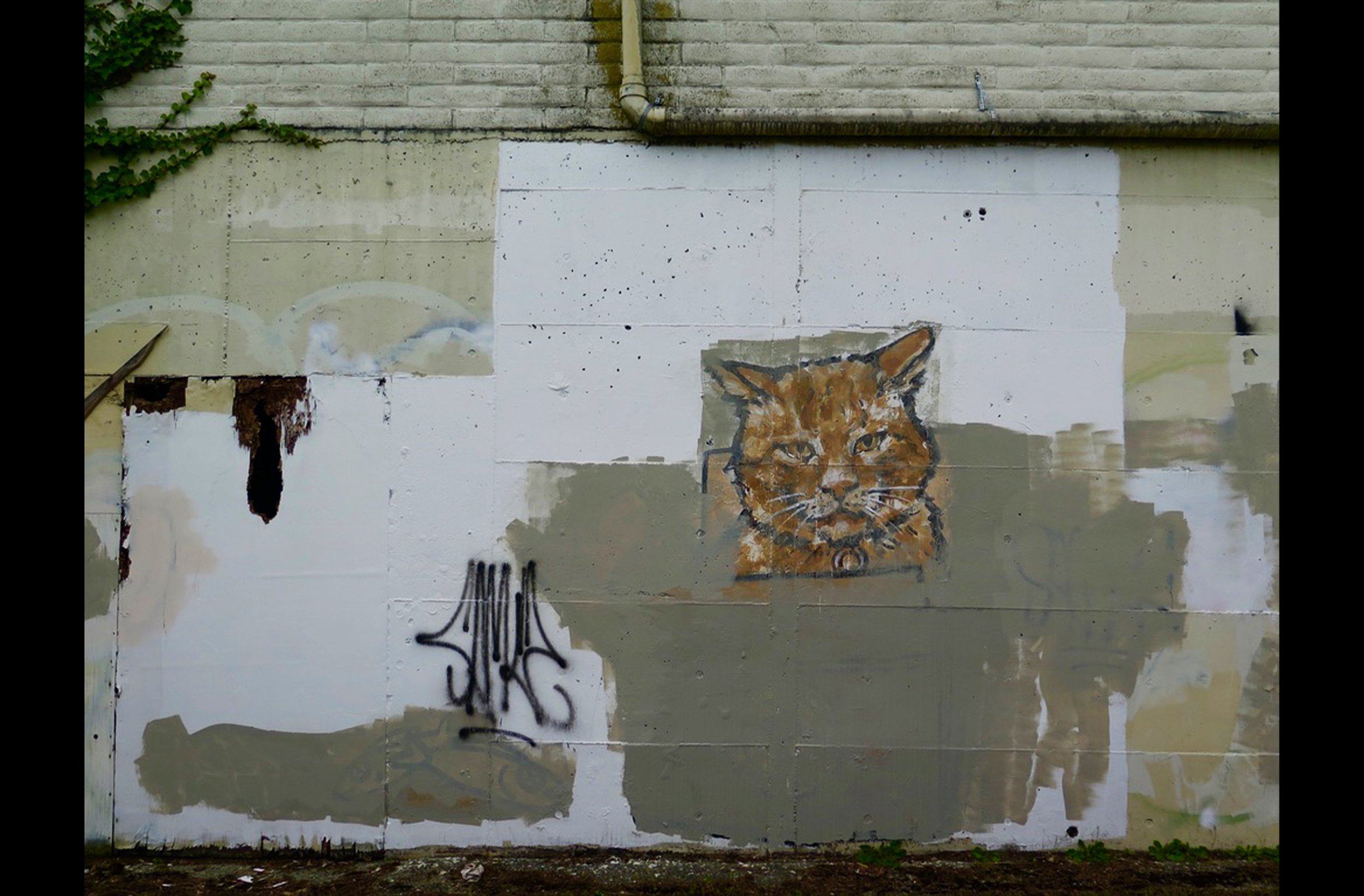 Cat Waul