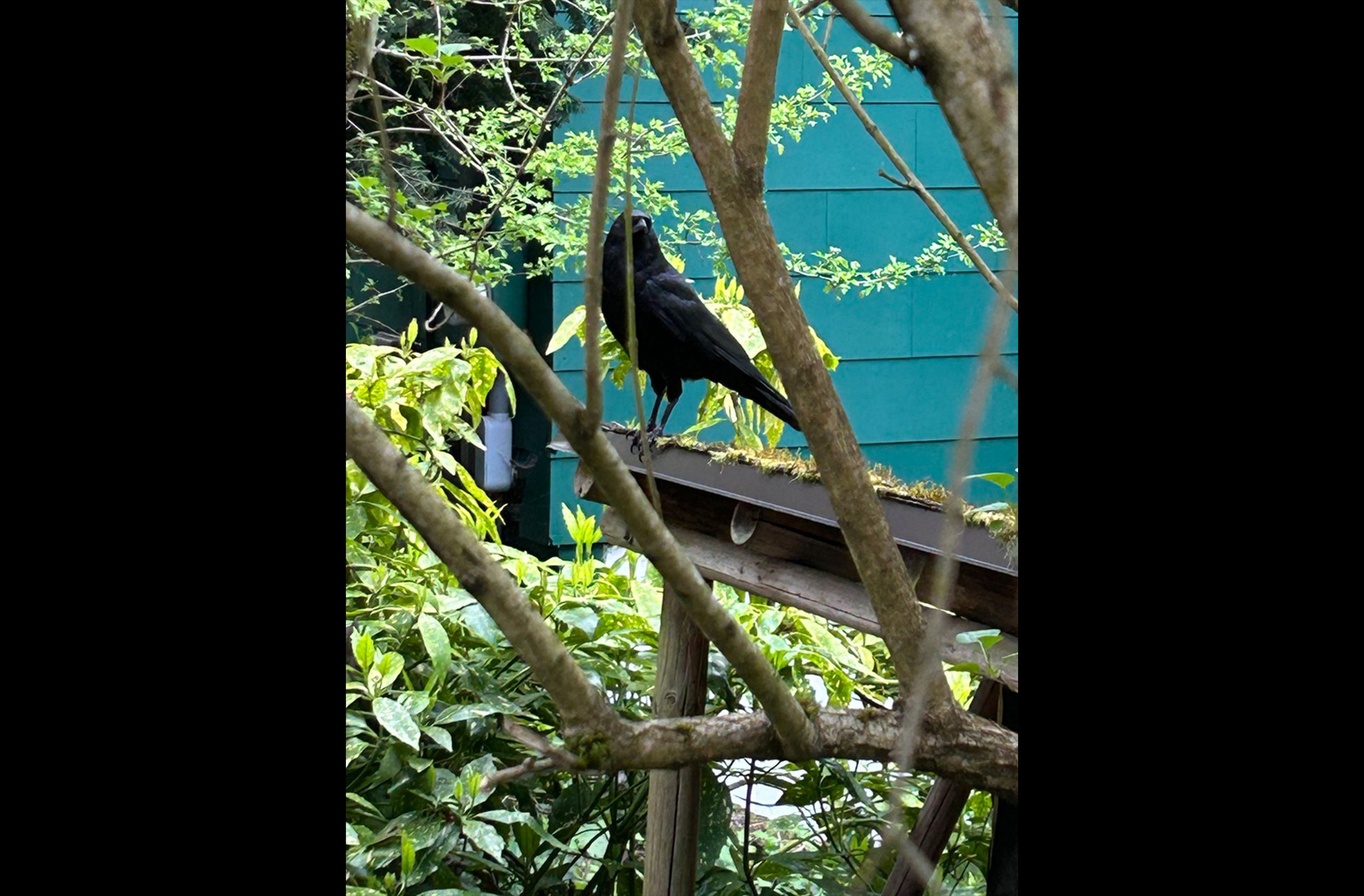 Subaqueous Crow