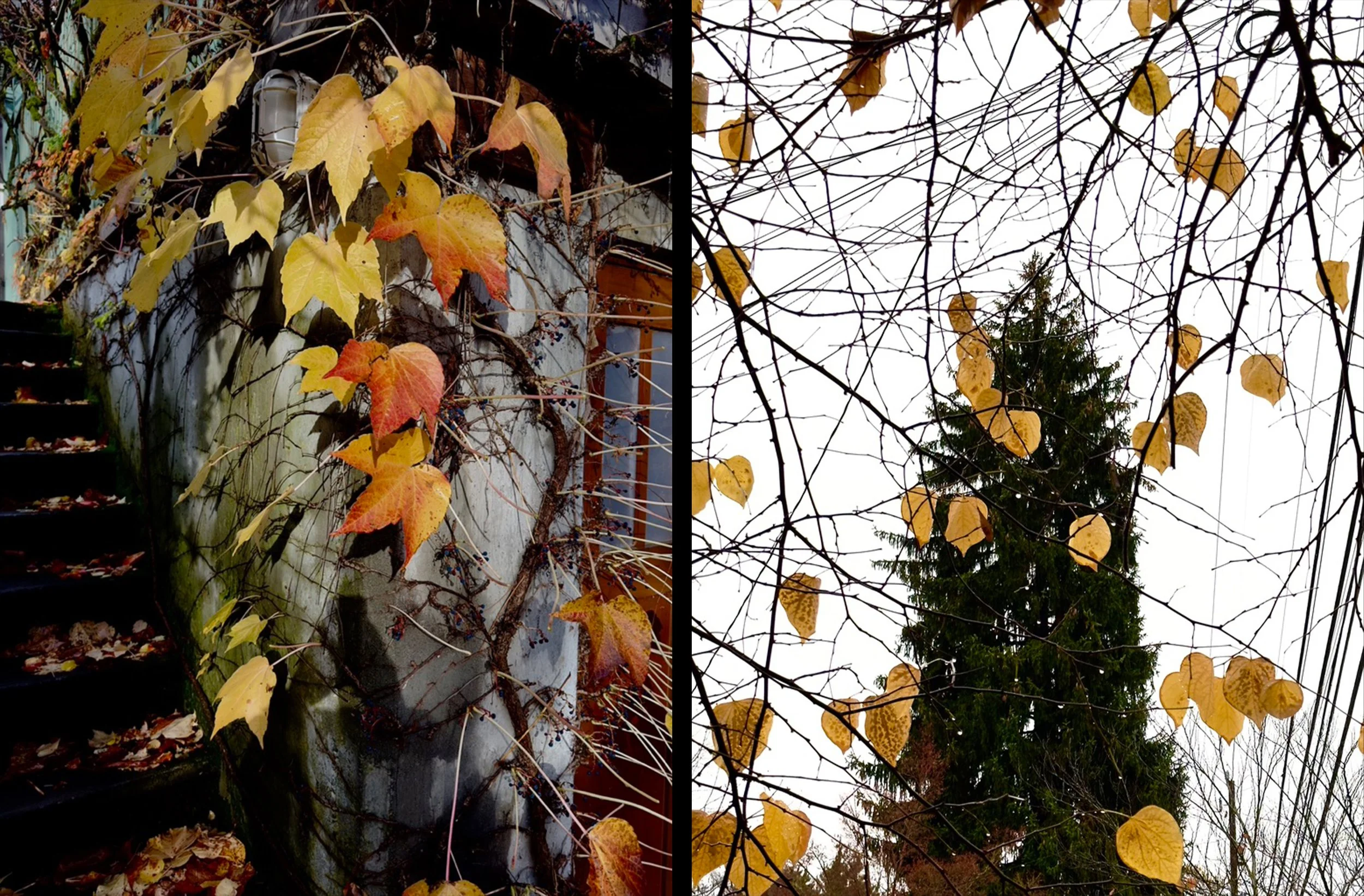 Diptych:  Autumn Cascades