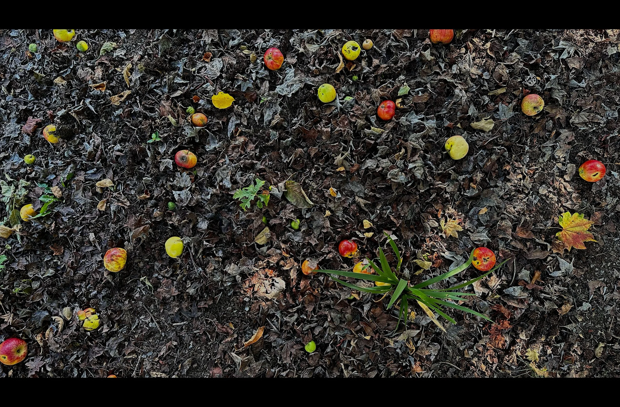 Fallen Apples