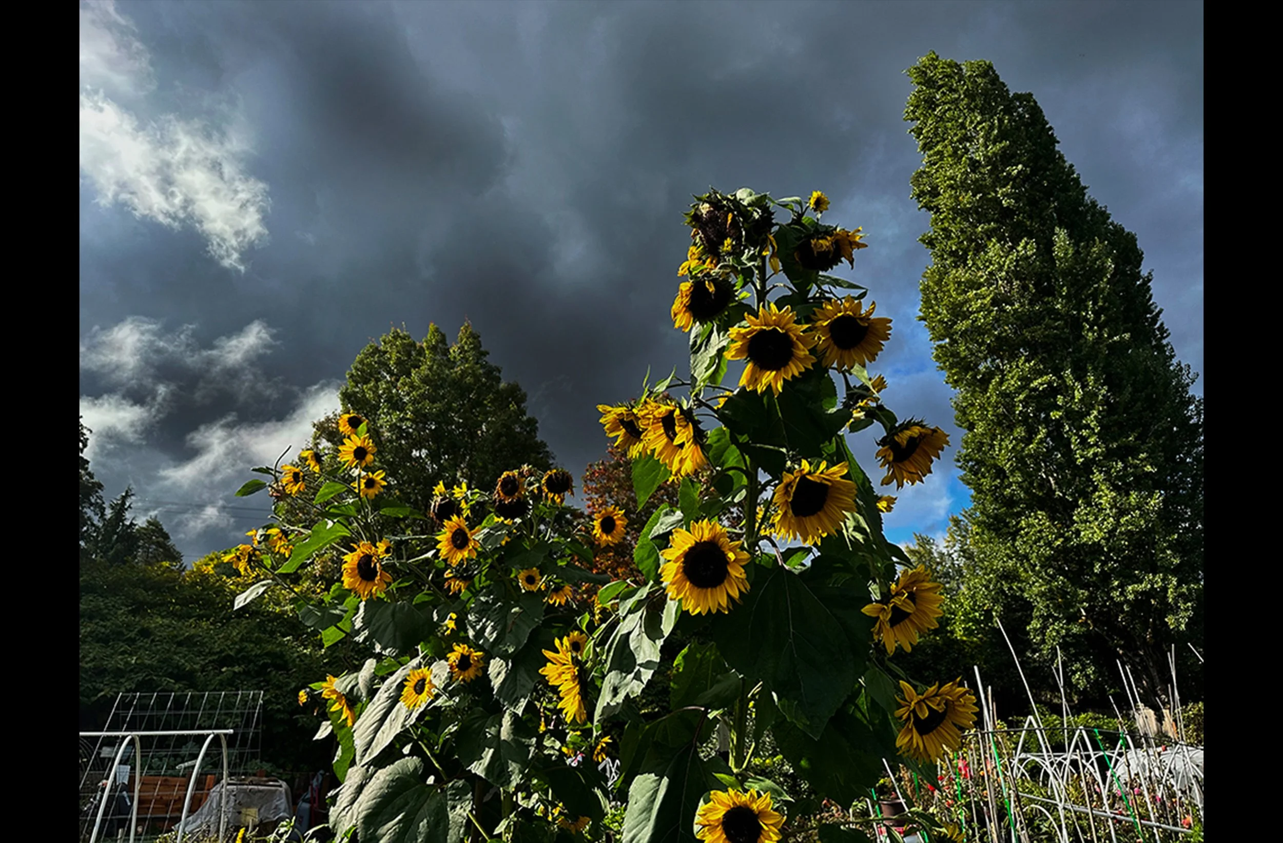 Late Sunflowers