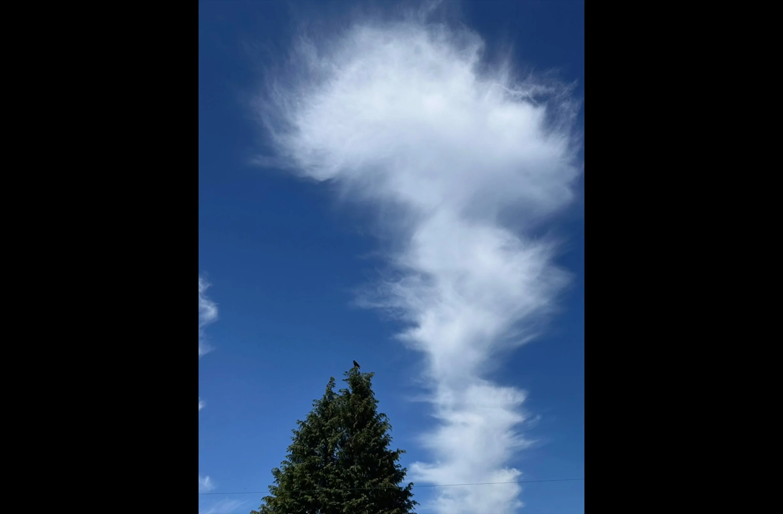 Crow with Cloud