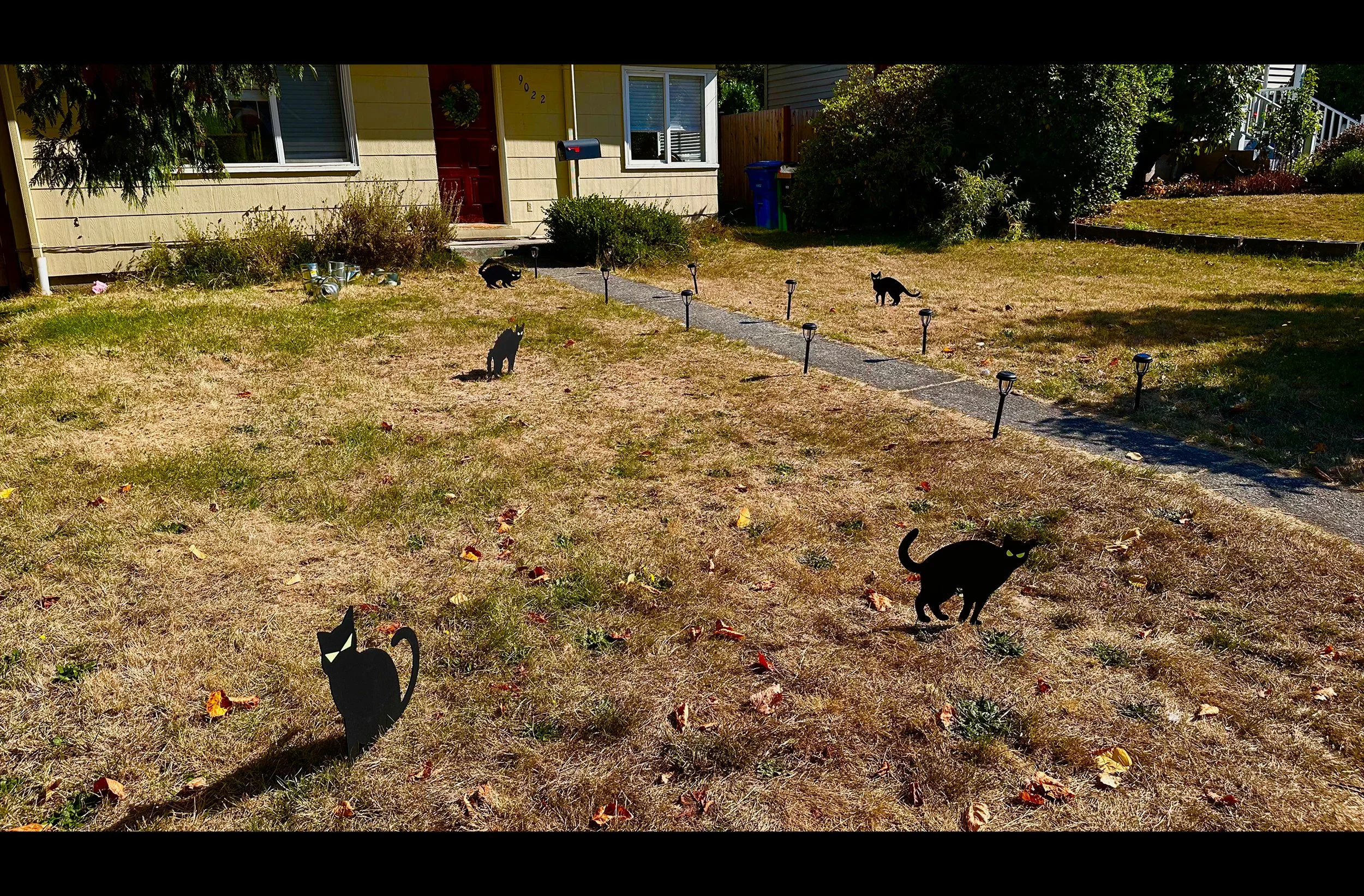 Cats