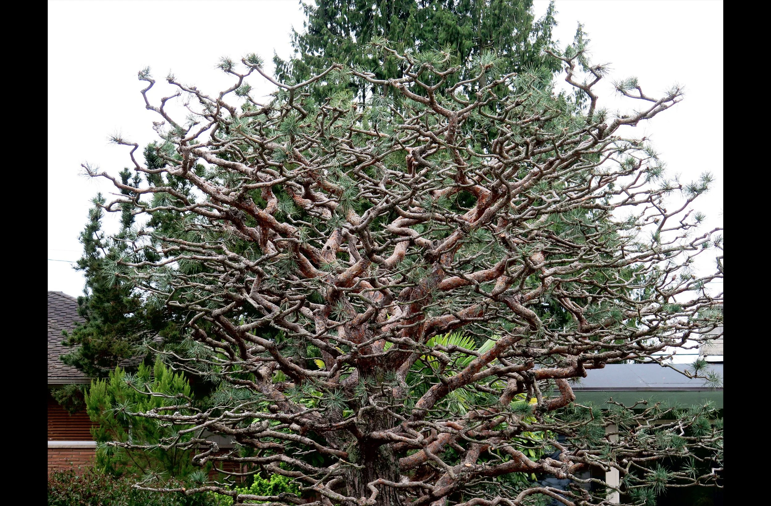 Shruburb #2