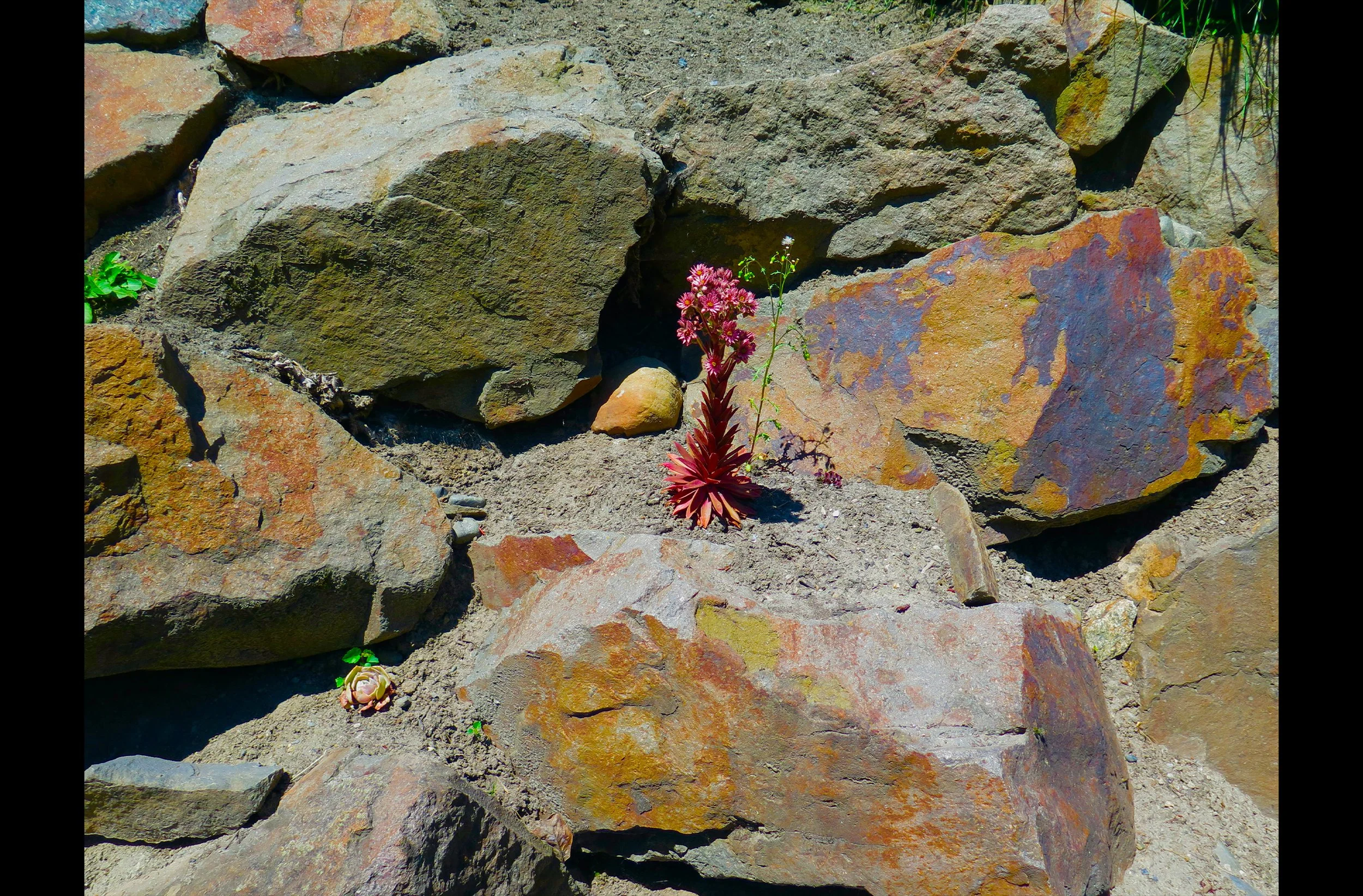 Rock Garden
