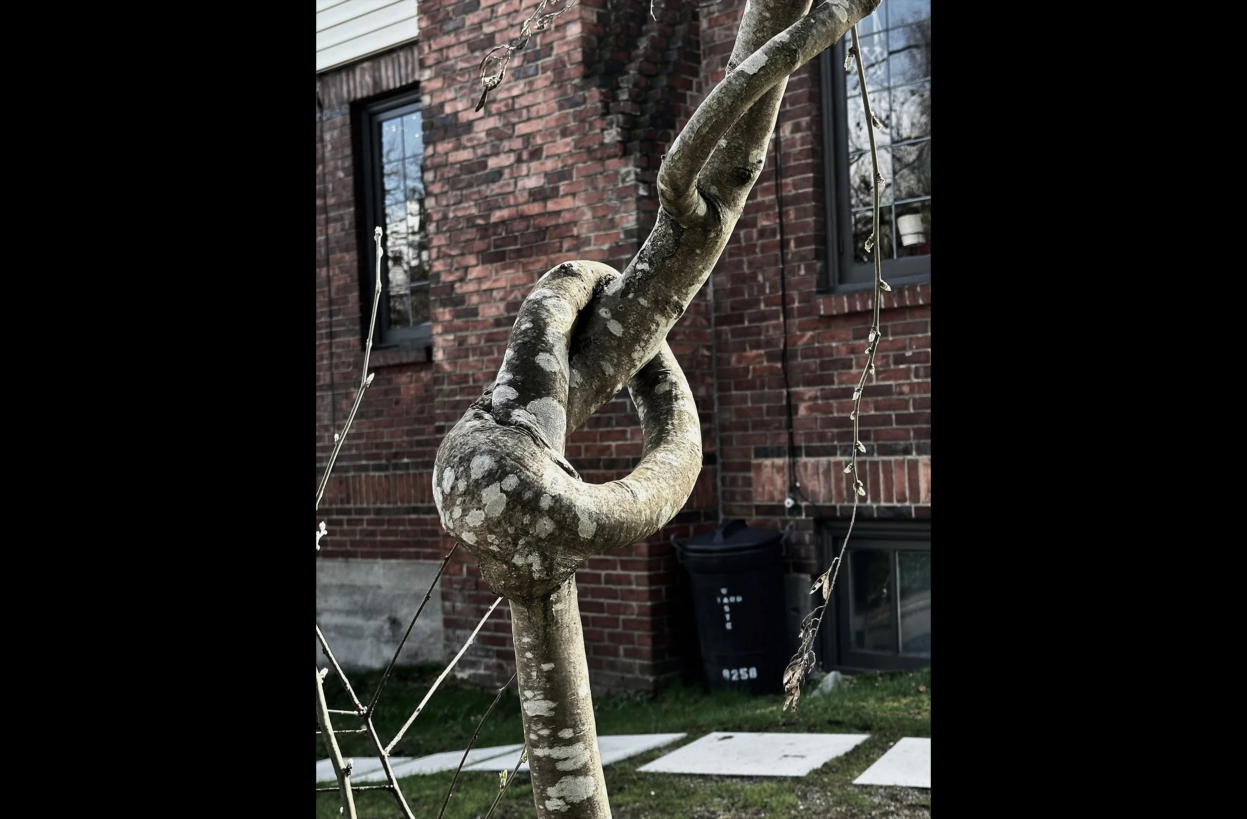 Knot Hole