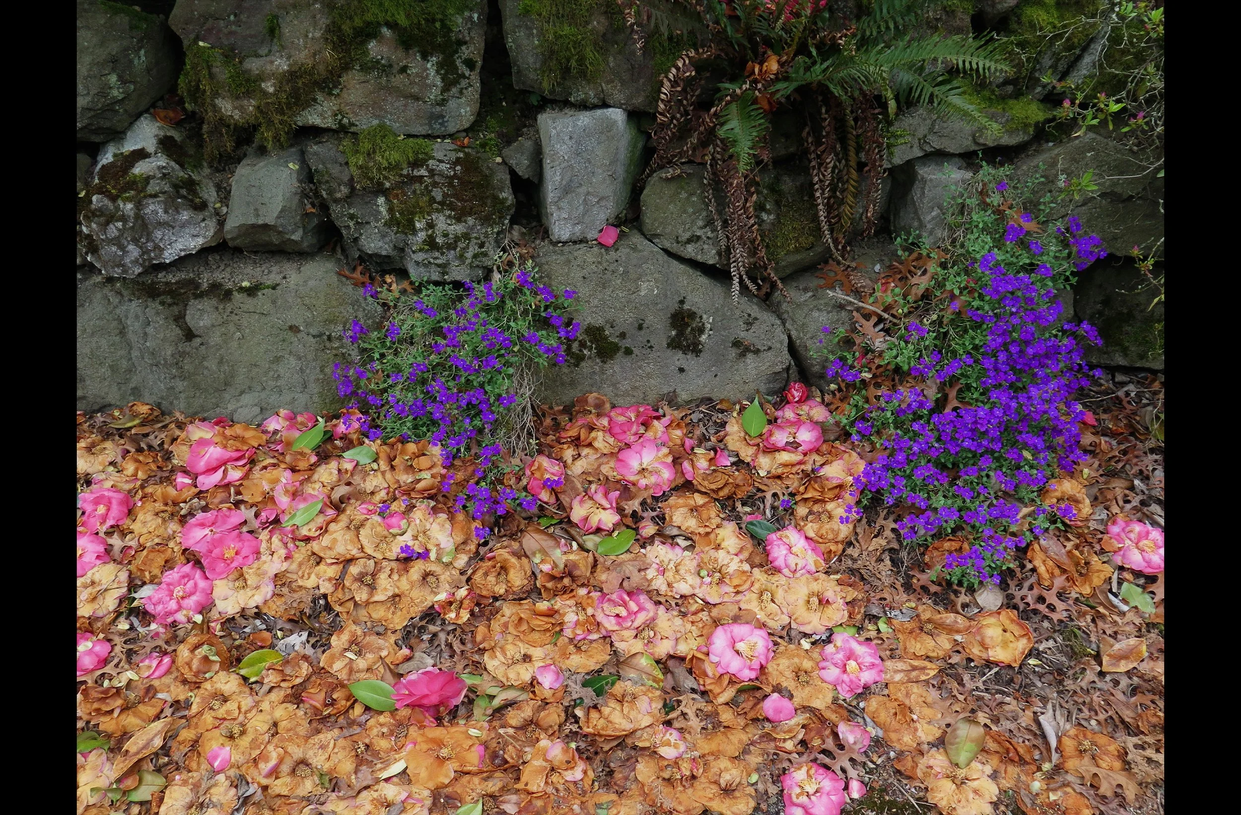 Alley Garden