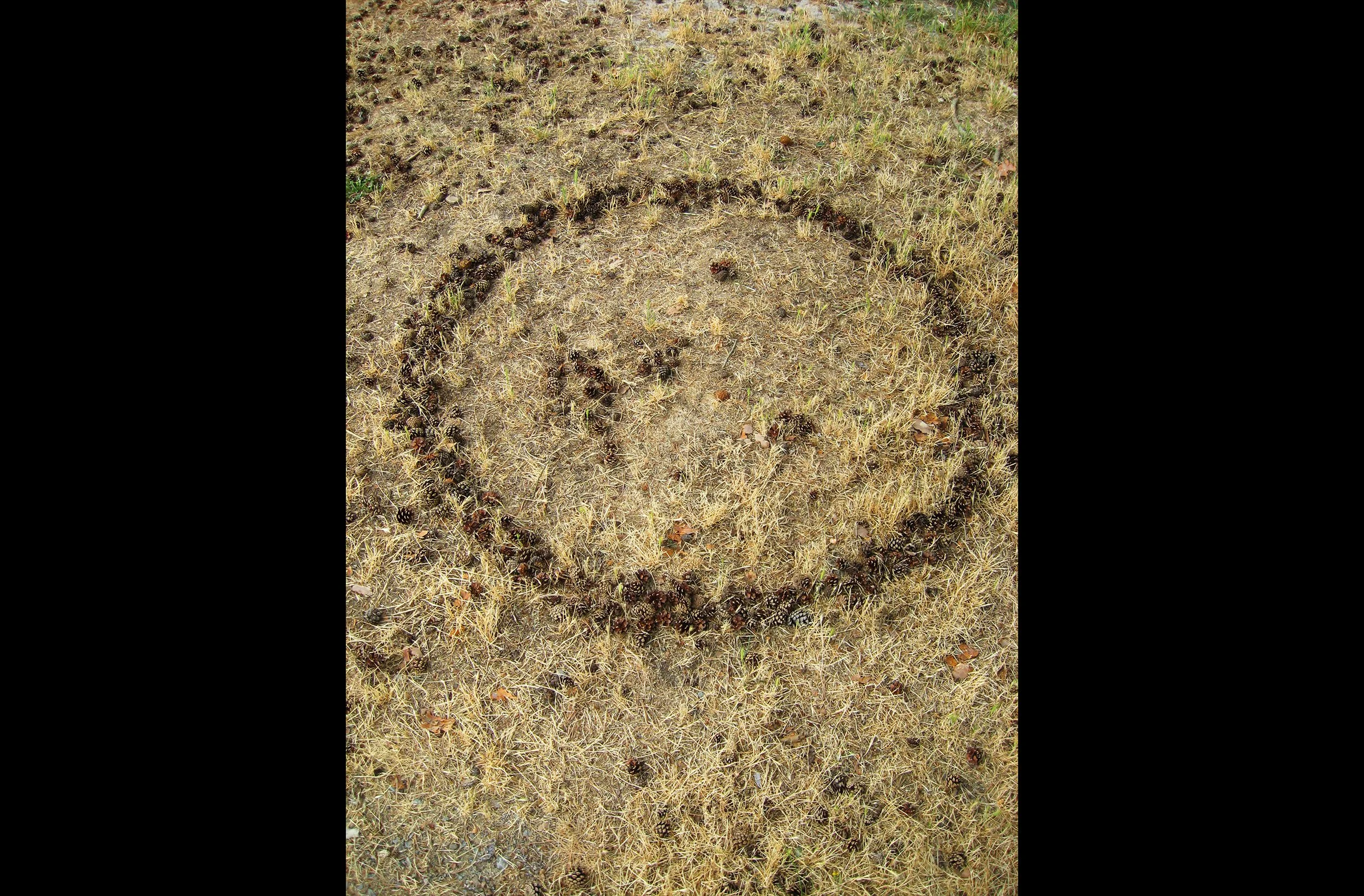 Fir Face