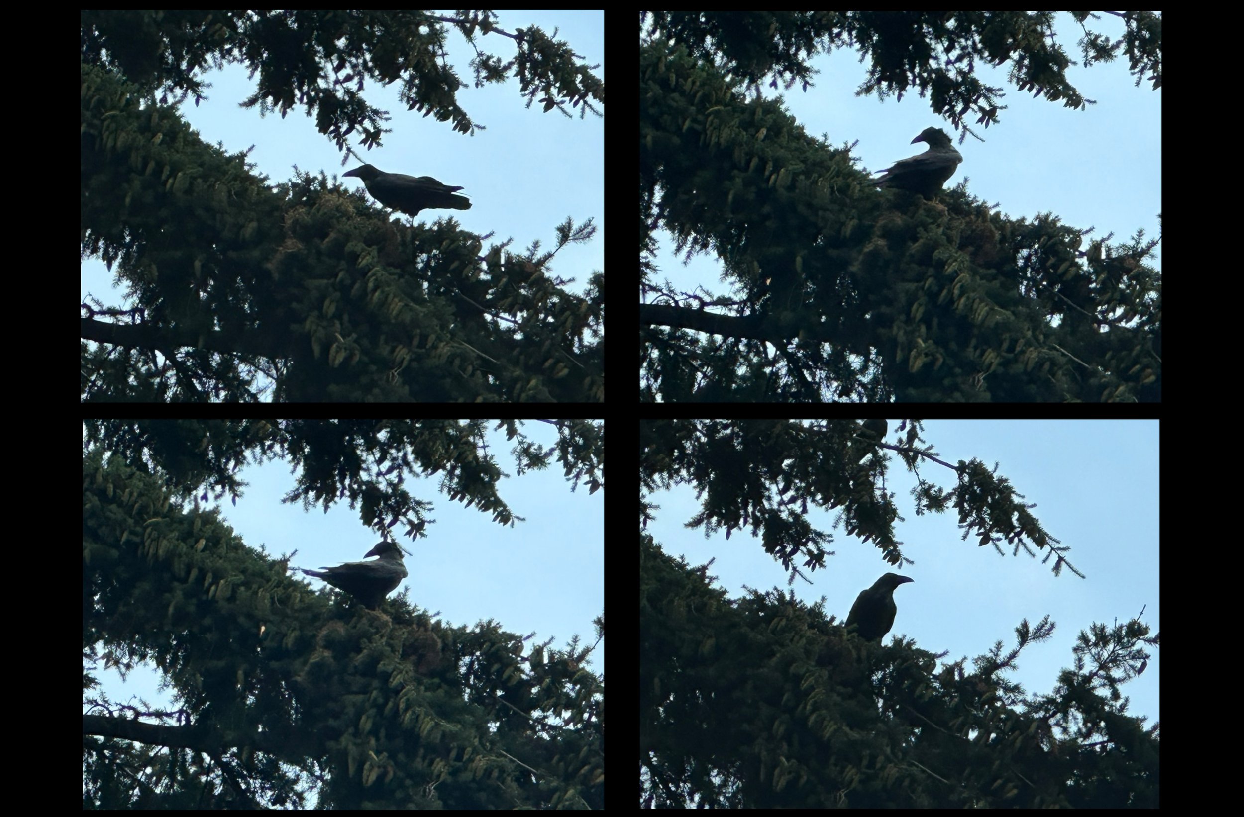 Raven in a Backyard Fir