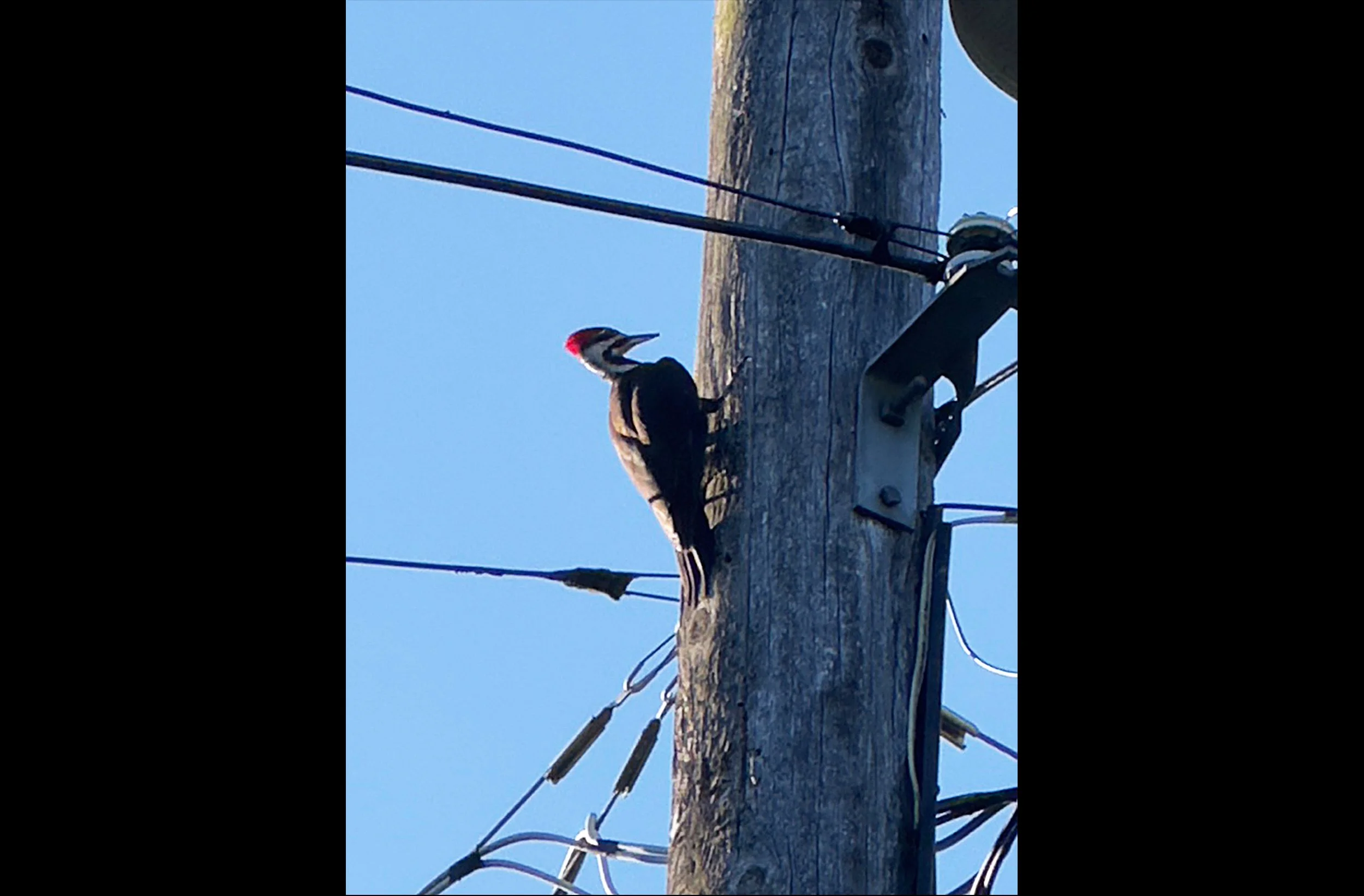 Modern Pileated Woodpecker