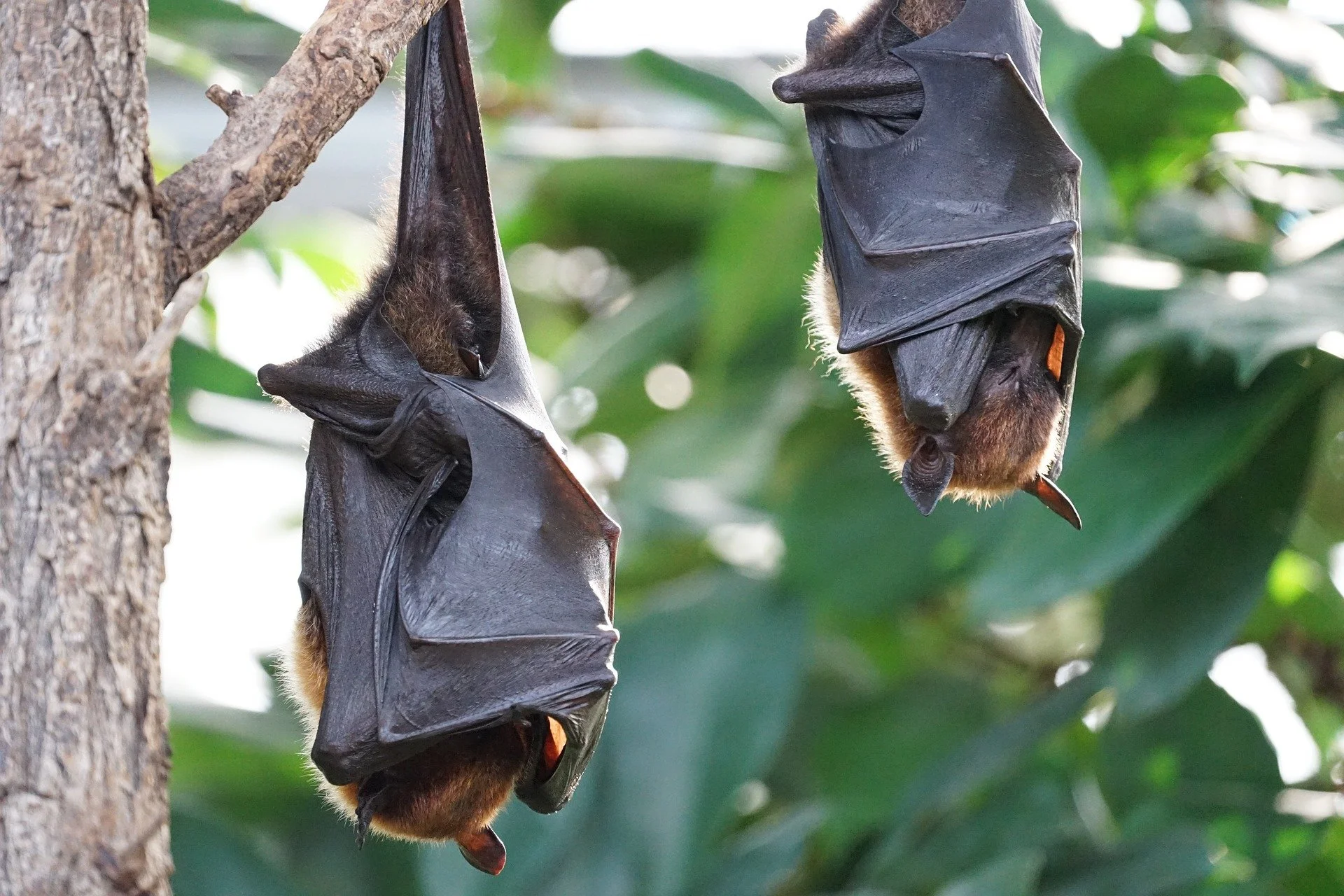 Ep 5: Please don't kill the bats! (with Barbara Han)