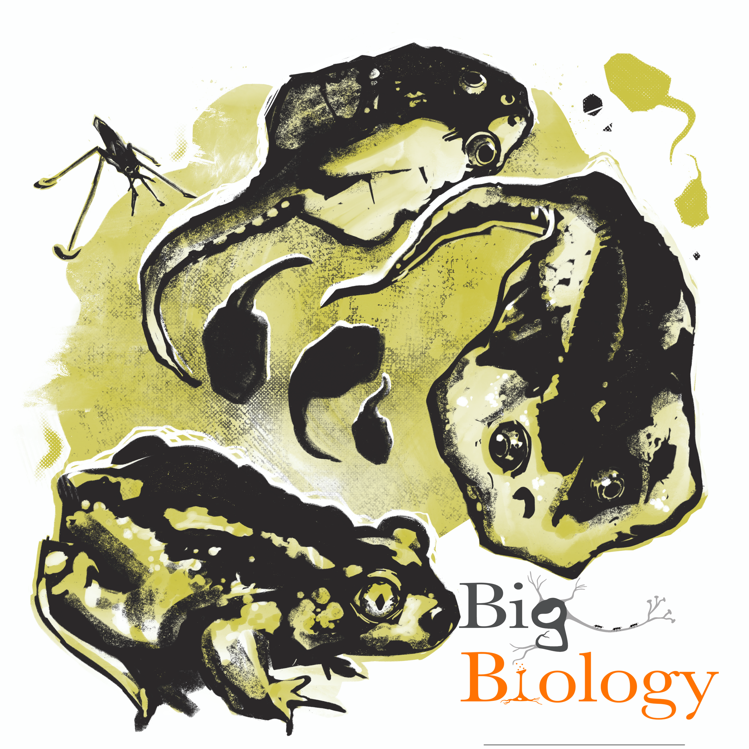 Ep 78: The amphibian omnivore’s dilemma: Plasticity-led evolution in spadefoot tadpoles (with David Pfennig and Nick Levis)