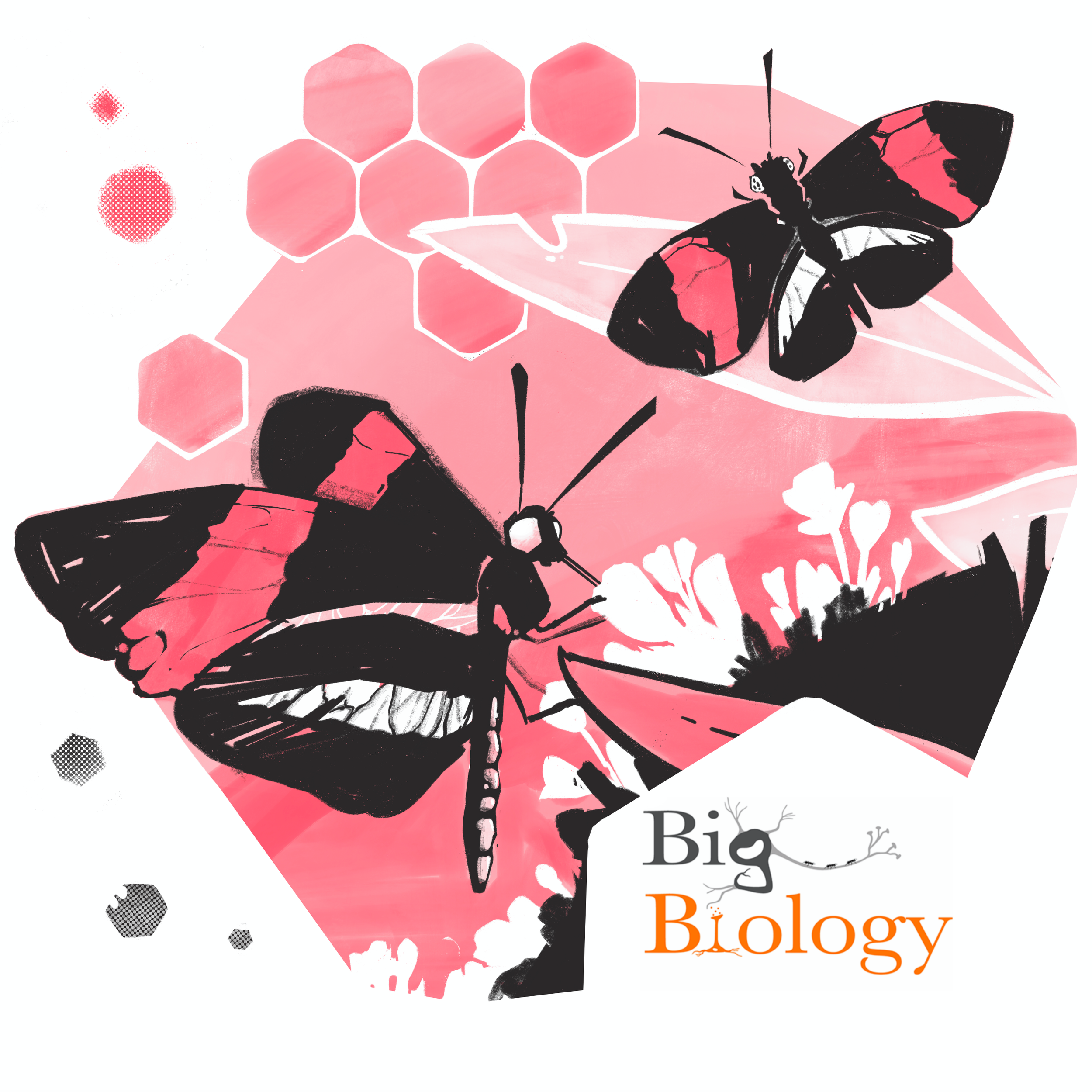 Ep 69: Butterfl-eyes: The evolution and function of insect vision (with Adriana Briscoe)