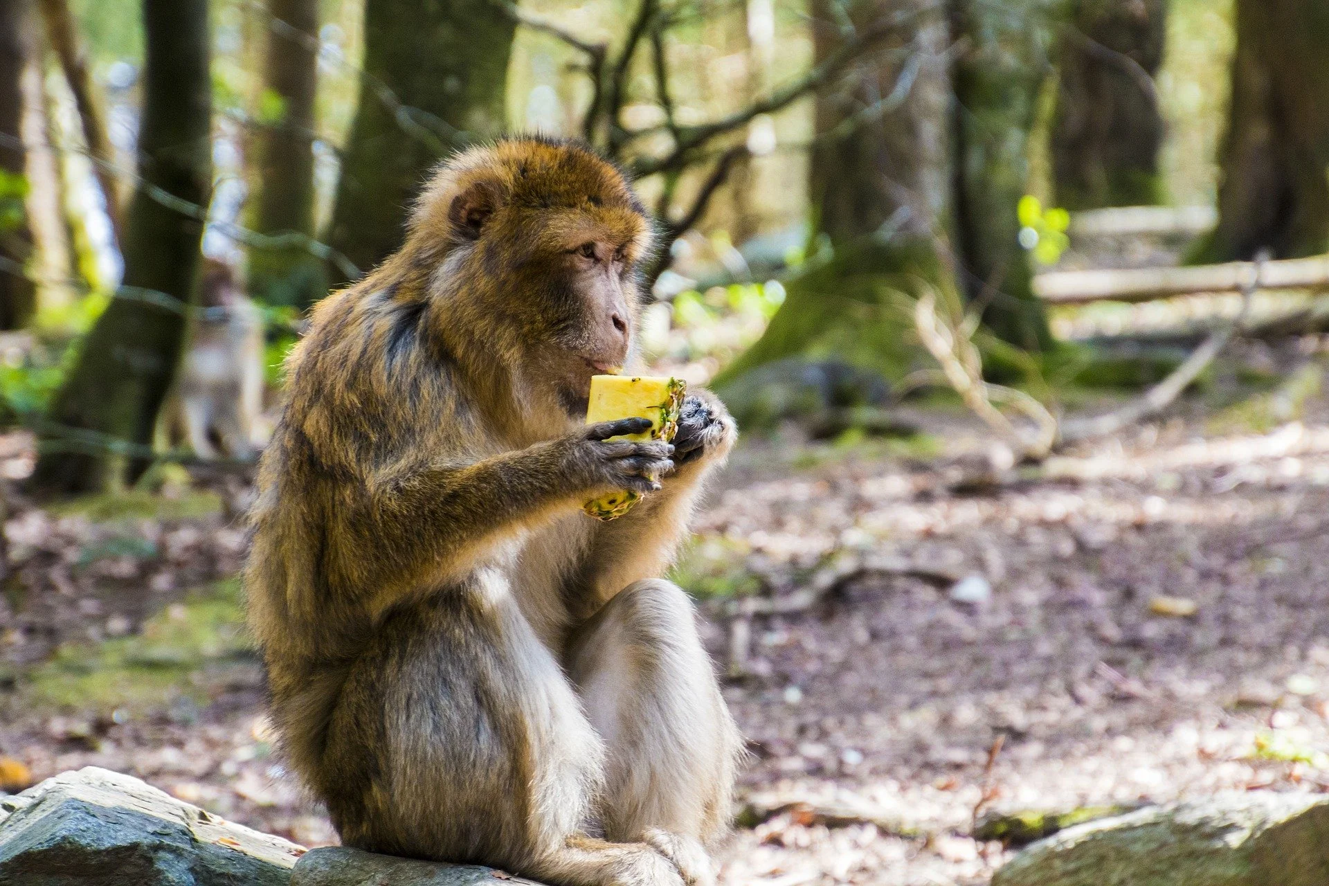 Ep 1: The Drunken Monkey (with Robert Dudley)