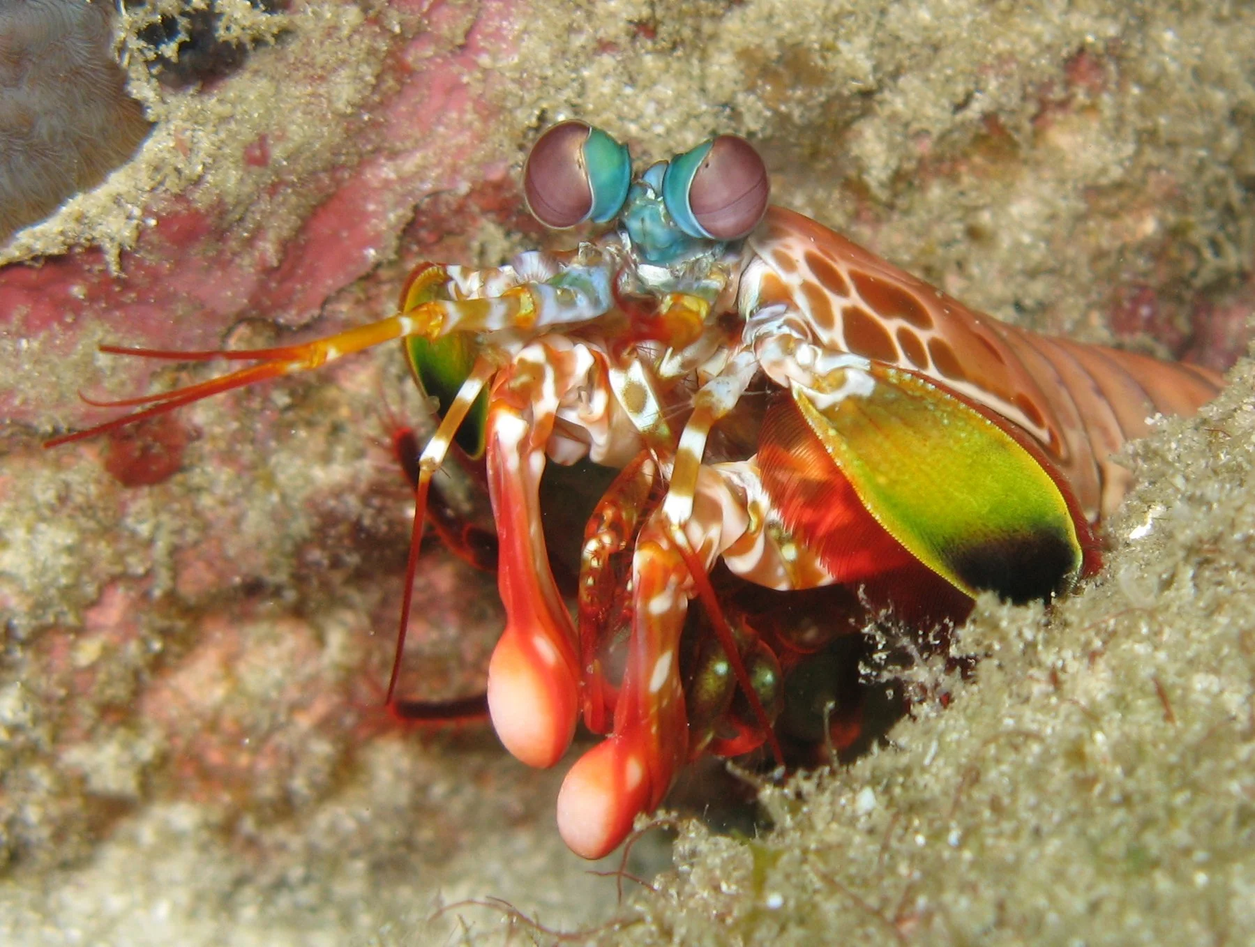 Ep 6: Shrimp Fight Clubs and Basic Science (with Sheila Patek)
