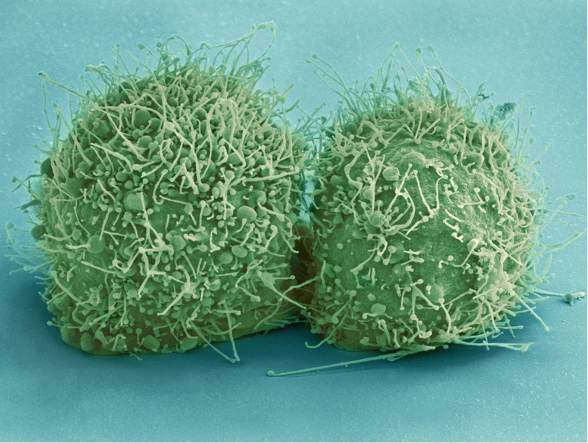 Ep 8: Immune System: Make Love not War (with Fred Tauber)