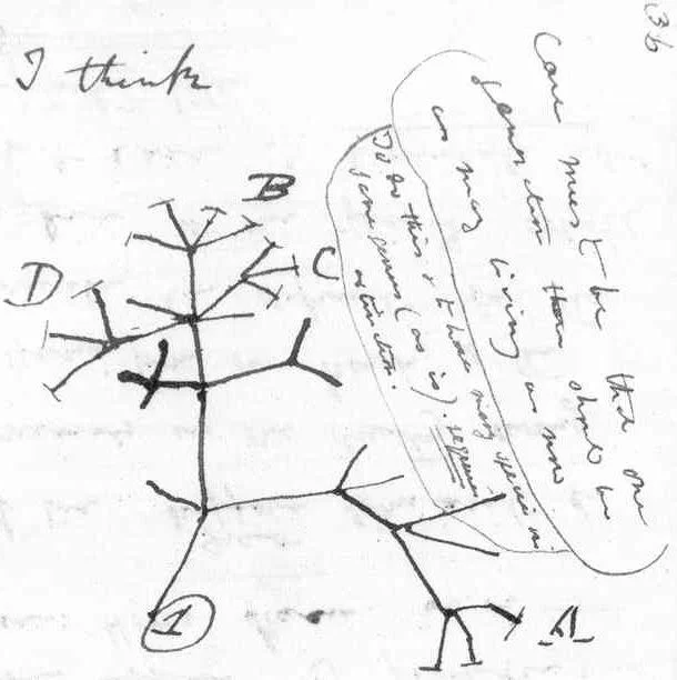 Ep 10: Tangling the Tree of Life (with David Quammen)