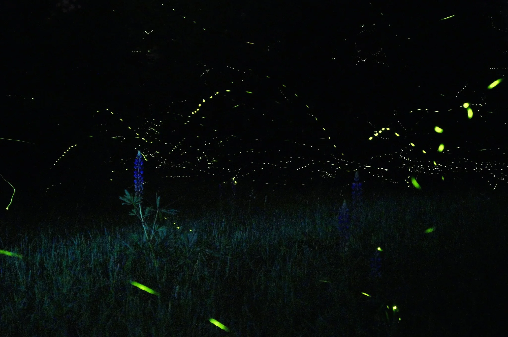 Ep 67: Foiling the flashy: How artificial light dims insect behavior (with Avalon Owens)