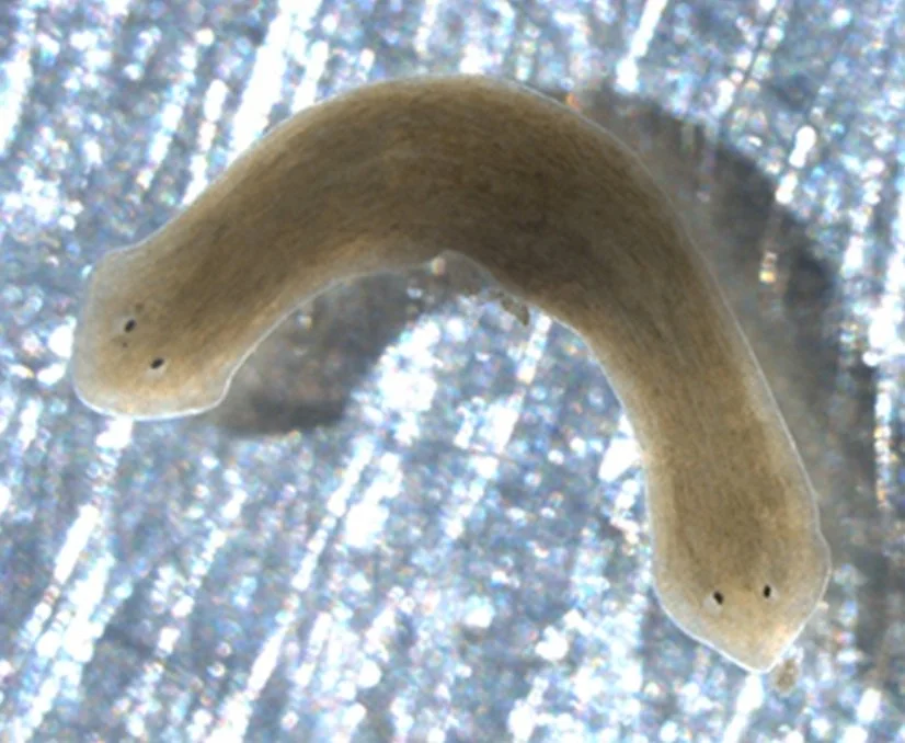 Ep 39: Bioelectric Computation (with Michael Levin)