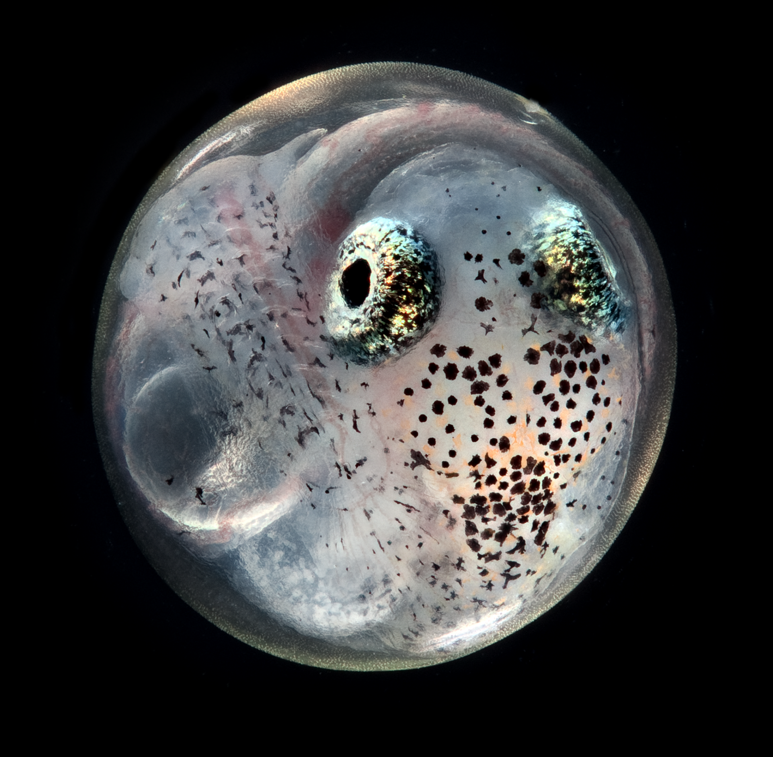 Ep 64: The stall protocol: Diapause in the annual killifish (with Jason Podrabsky)