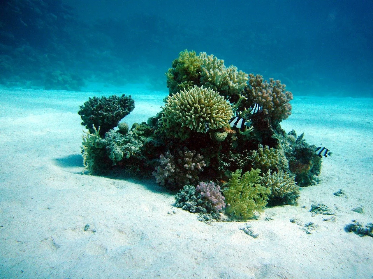 Ep 60: Human-assisted evolution: Conserving coral diversity (with Hollie Putnam)