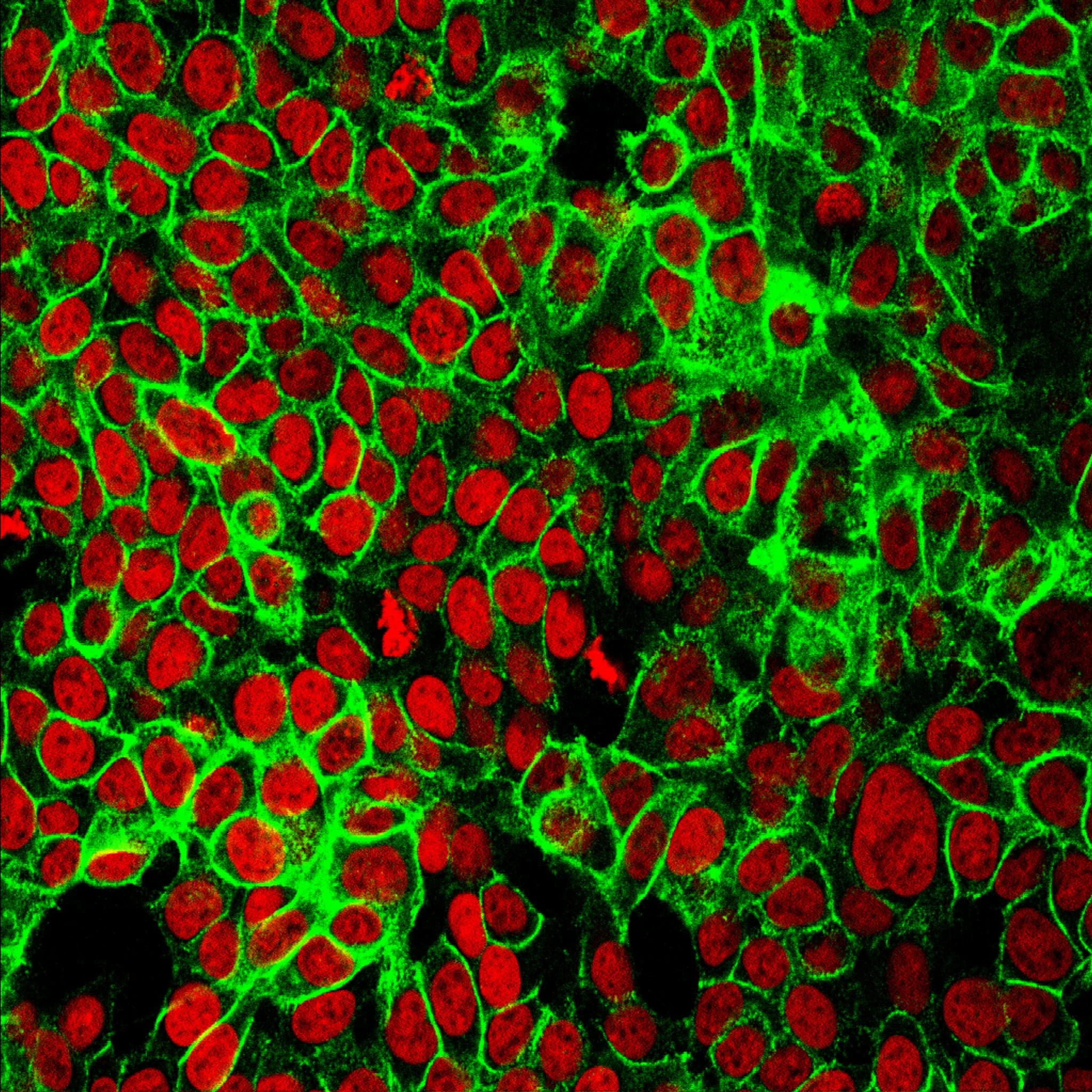 Ep 12: Containing Cancer with Squirrel Ecology (with Joel Brown)