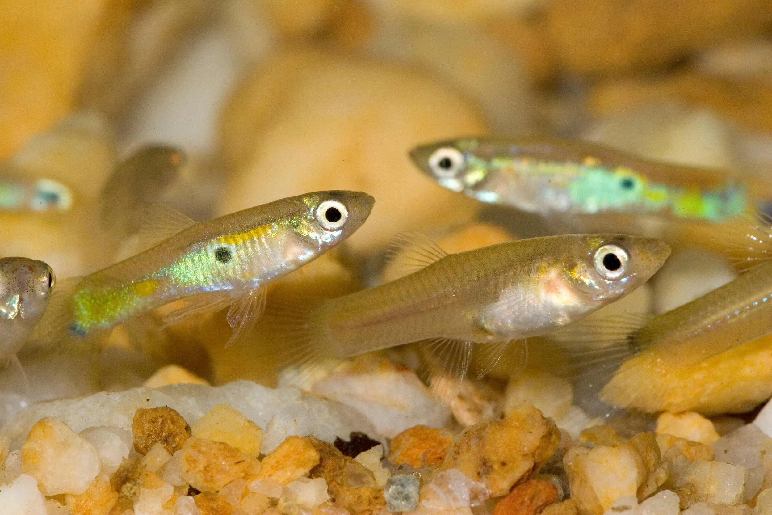 Ep 14: Plasticity? Sounds fishy. (with Cameron Ghalambor)