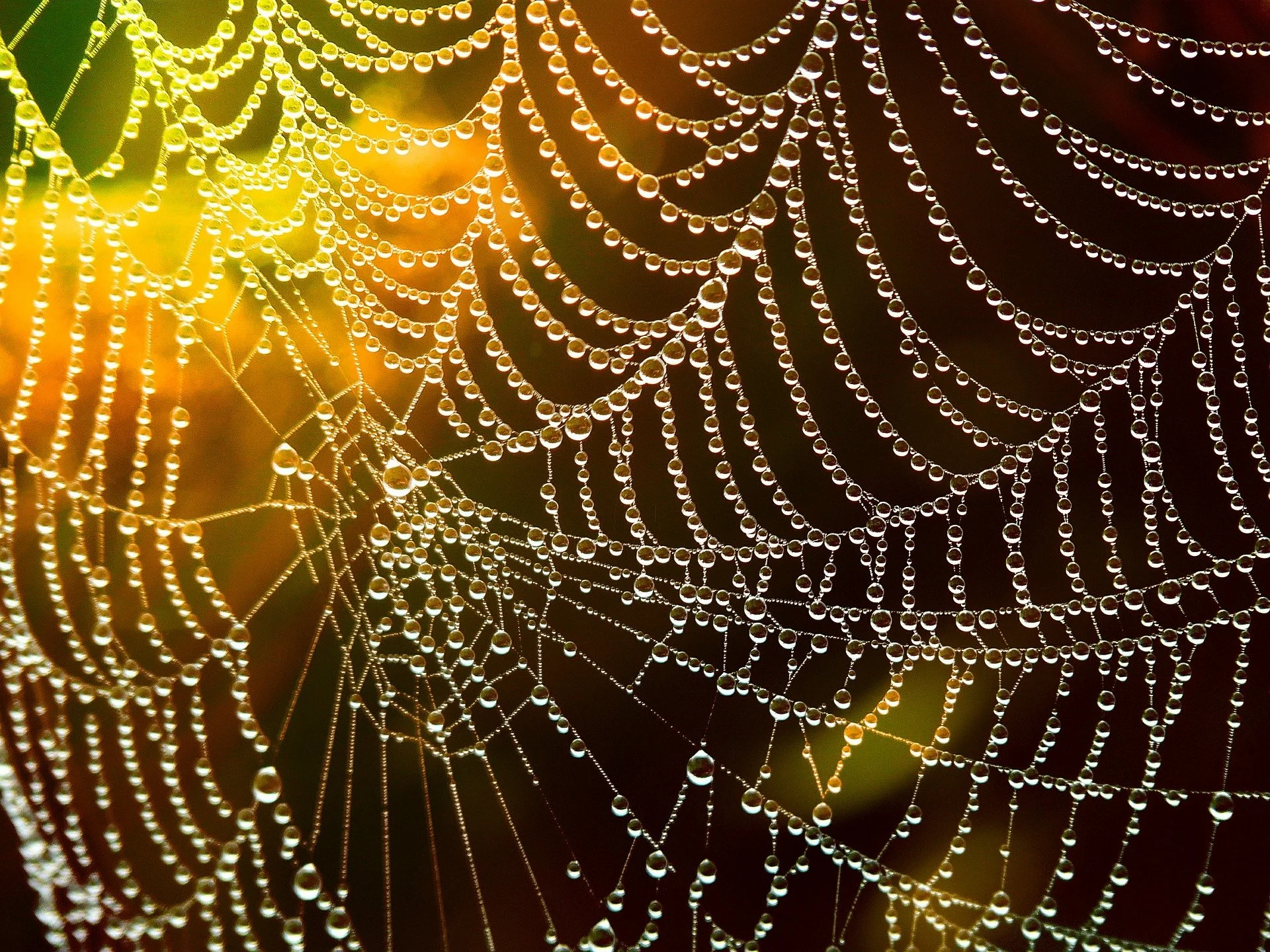 Ep 13: Unraveling Genetic Knots (with Mihaela Pavlicev)