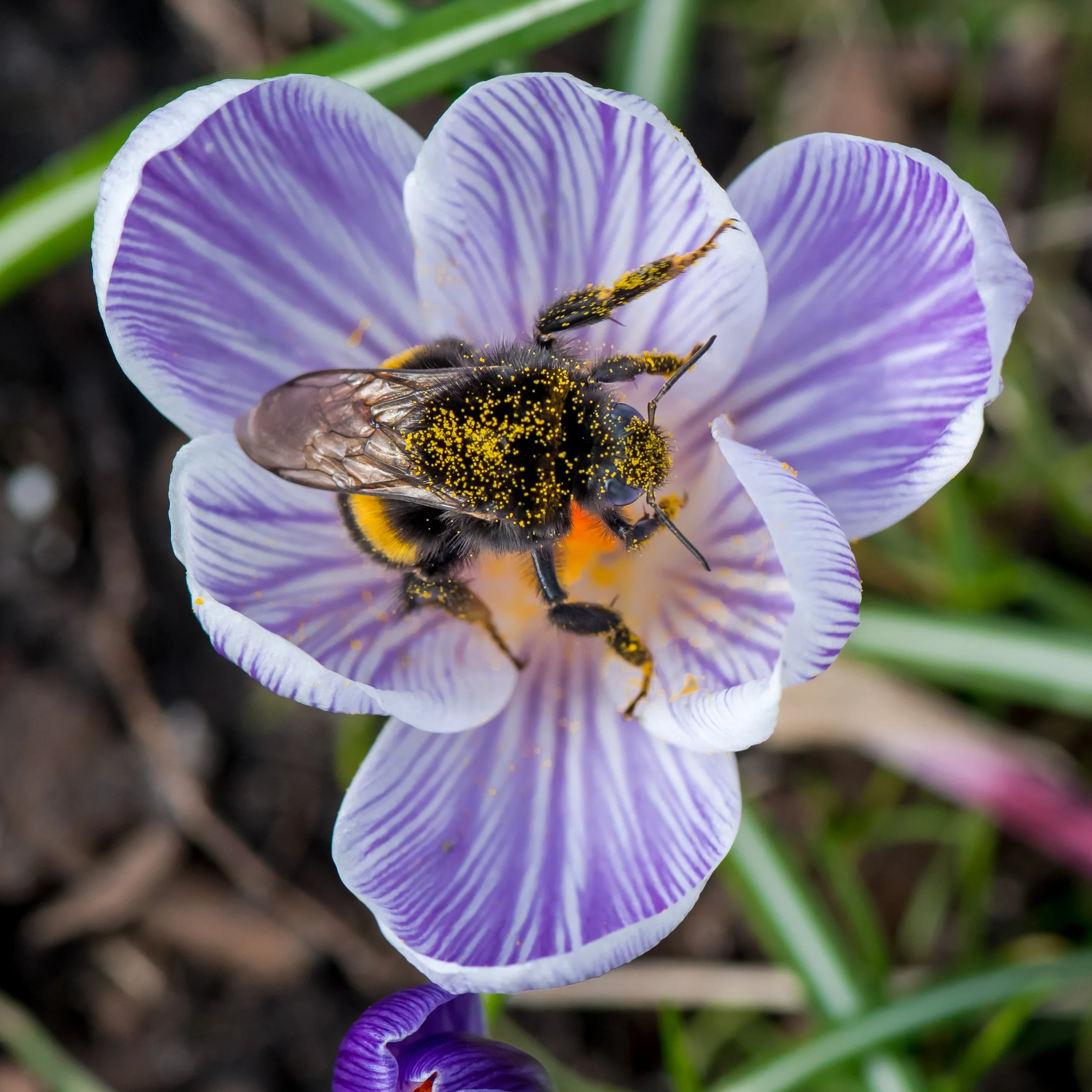 Ep 56: Bee kind: The buzz on global insect declines (with Dave Goulson)