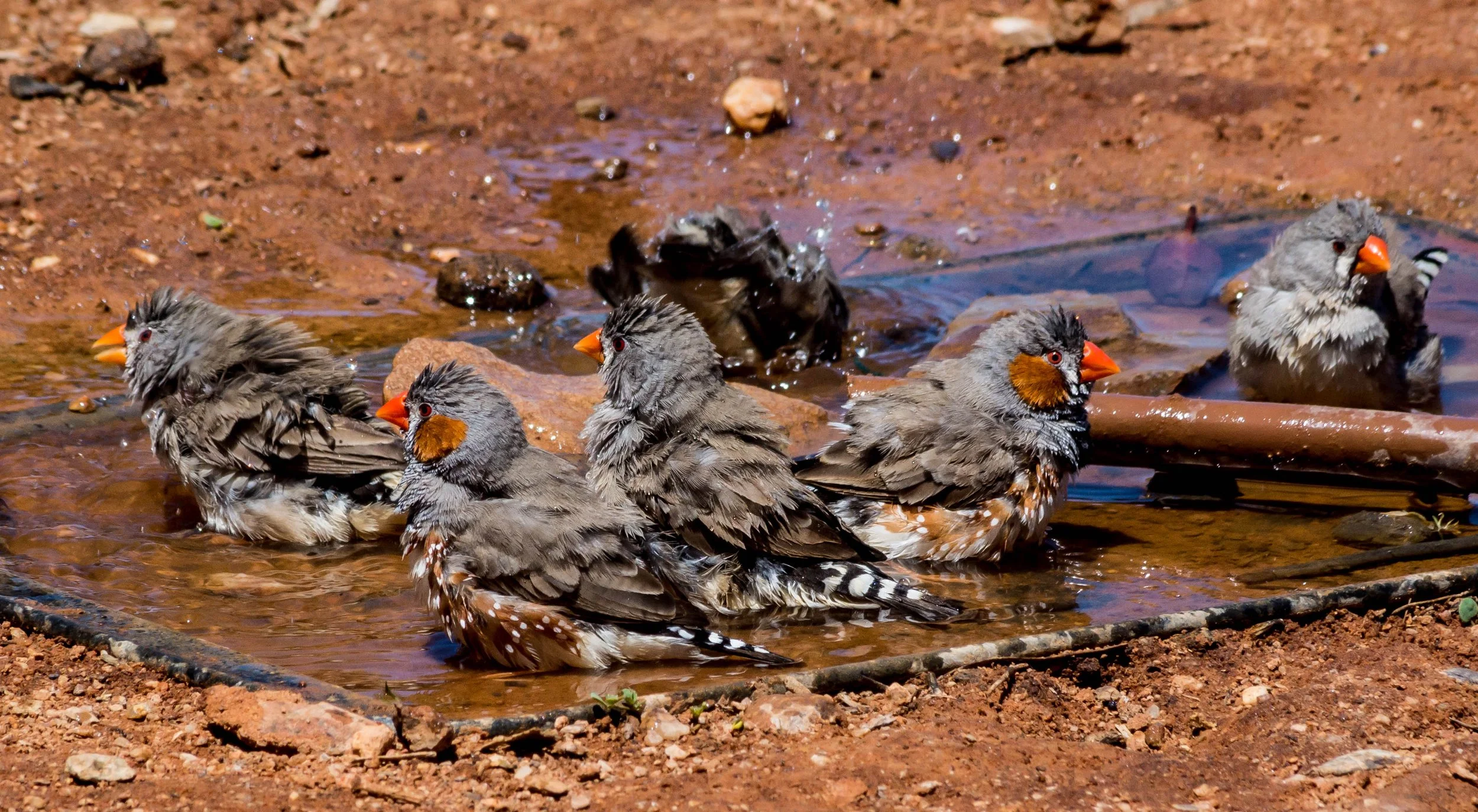 Ep 55: Hot wings: How birds stay cool under the Australian sun (with Christine Cooper)