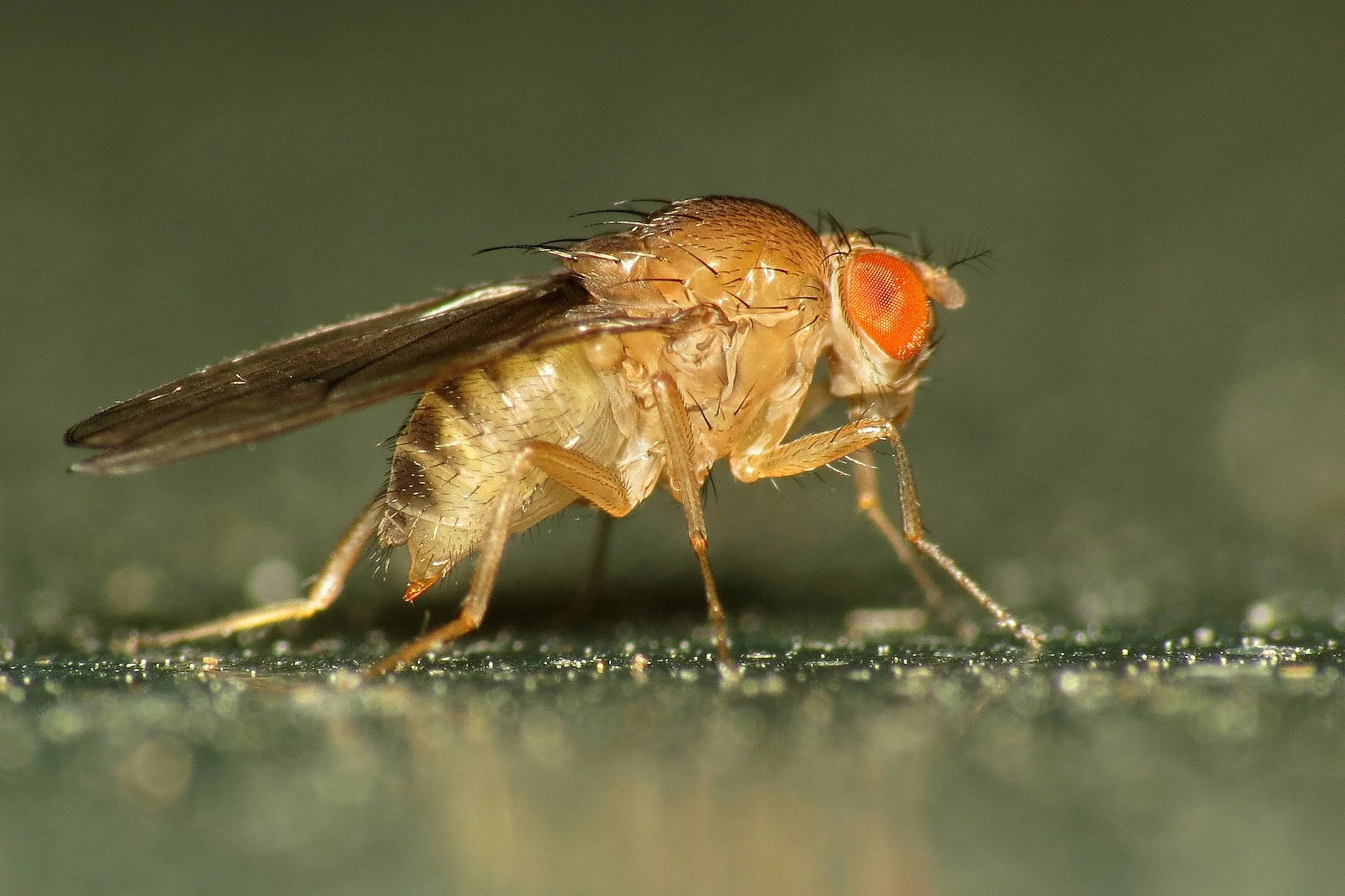Ep 54: And the Oskar goes to: Germ-soma differentiation in insects (with Cassandra Extavour)