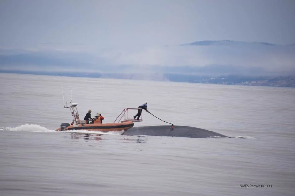 Ep 50: Big Blue: How whales evolved to become ocean titans (with Jeremy Goldbogen)
