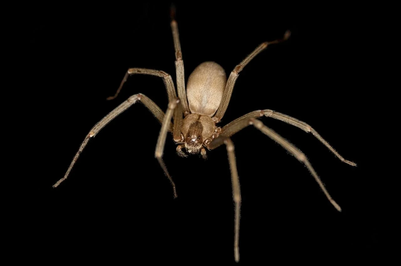 Ep 48: An 8-legged Bite: The Evolution of Venom in Spiders and Beyond (with Greta Binford)