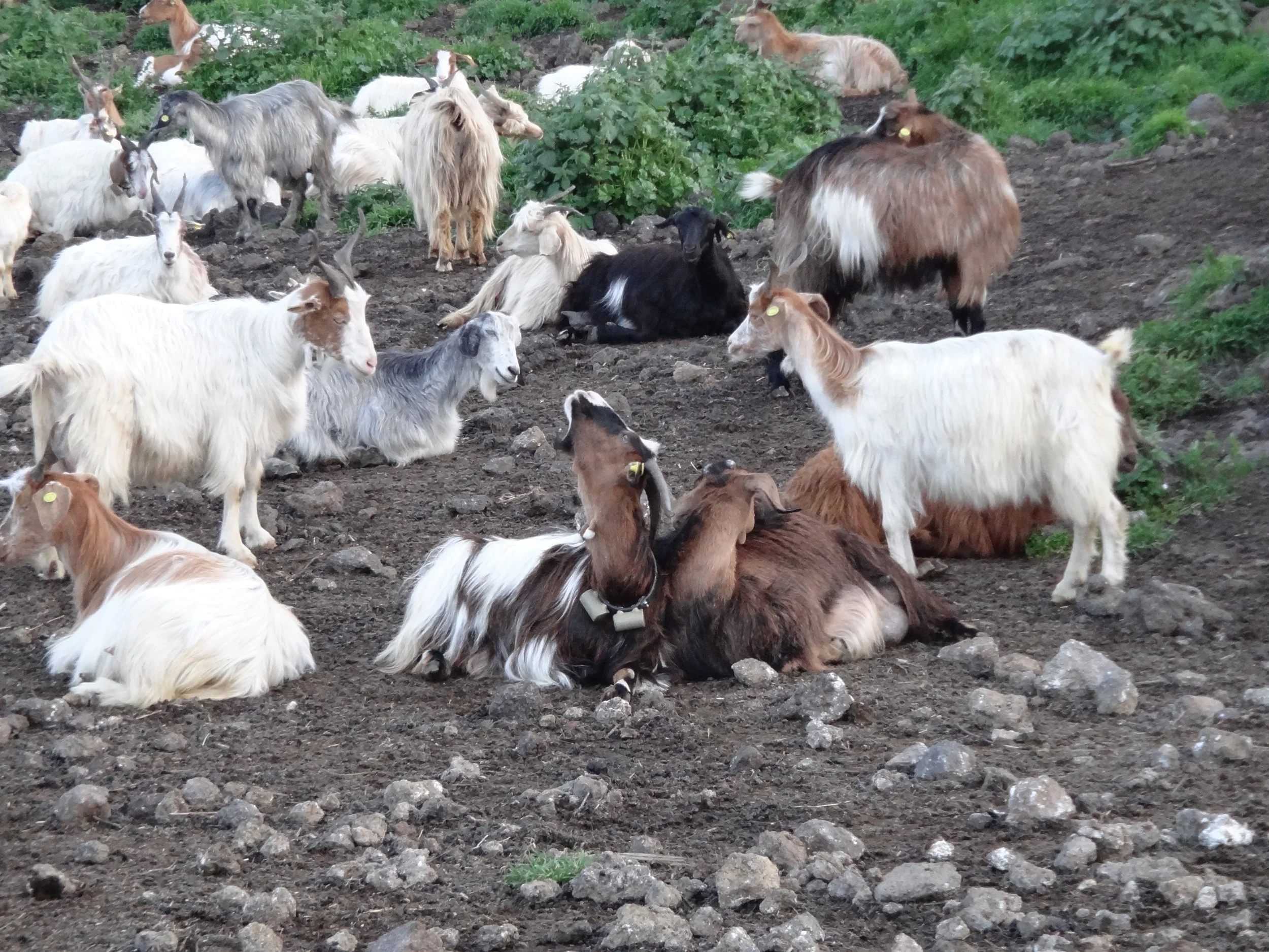 Ep 43: Project ICARUS (with Martin Wikelski)