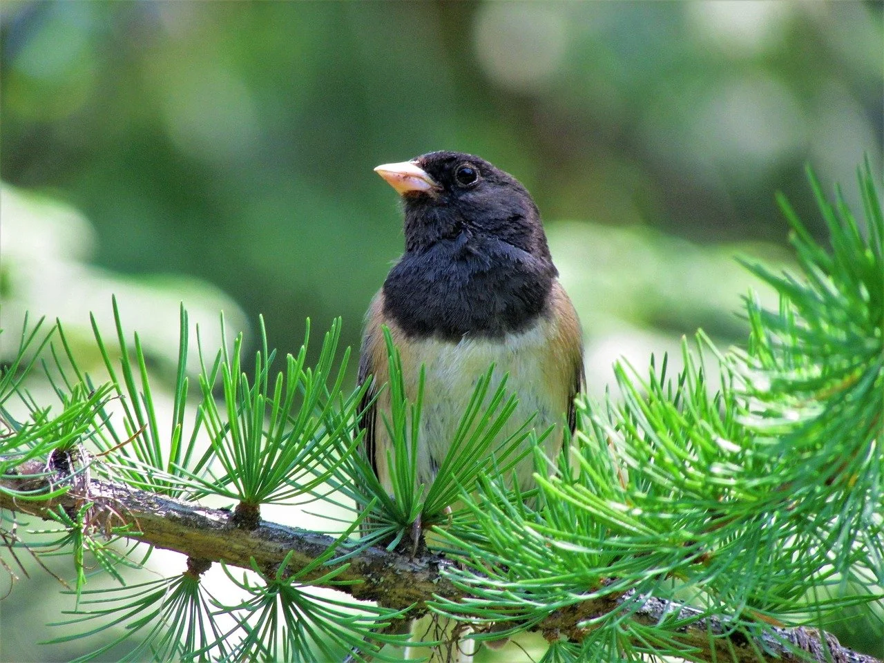 Ep 40: Songbird Scents (with Ellen Ketterson)