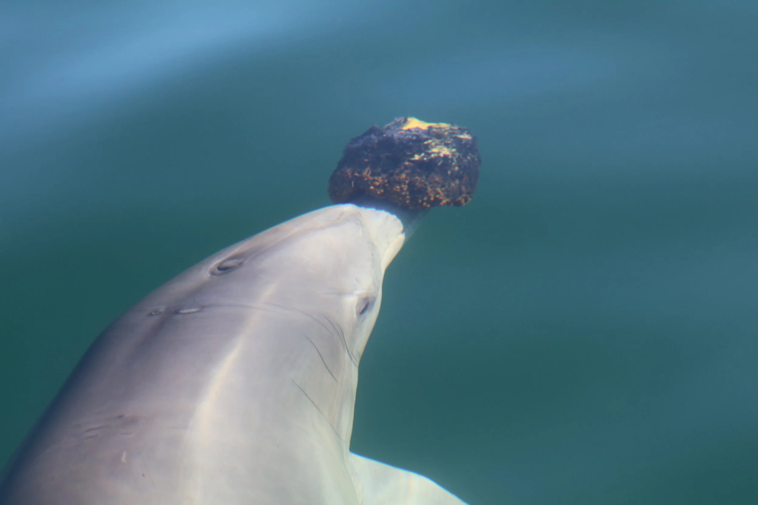 Ep 22: Whale Aware (Janet Mann)