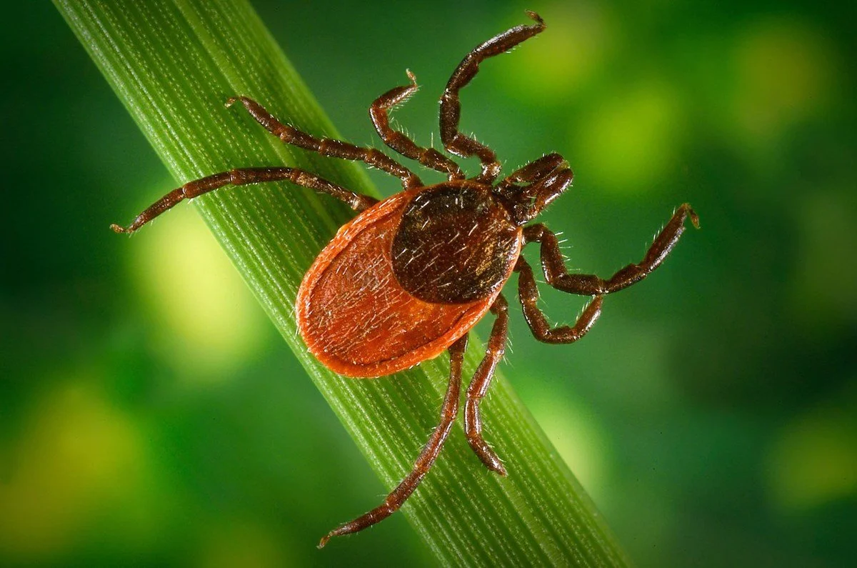 Ep 32: Diluting Disease (Felicia Keesing and Rick Ostfeld)
