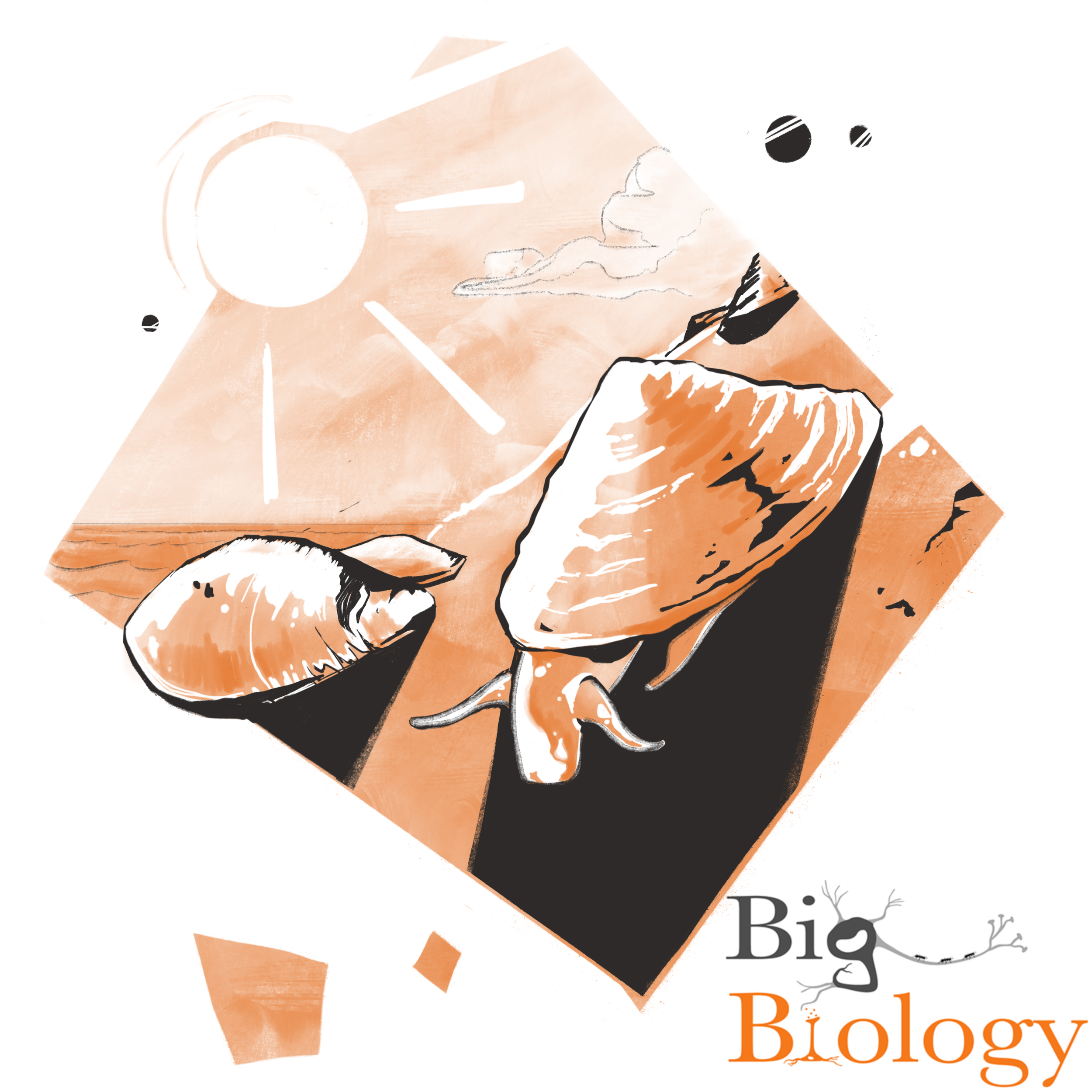 Ep 68: Performance anxiety: How coastal invertebrates cope with changing climate extremes (with Mark Denny)