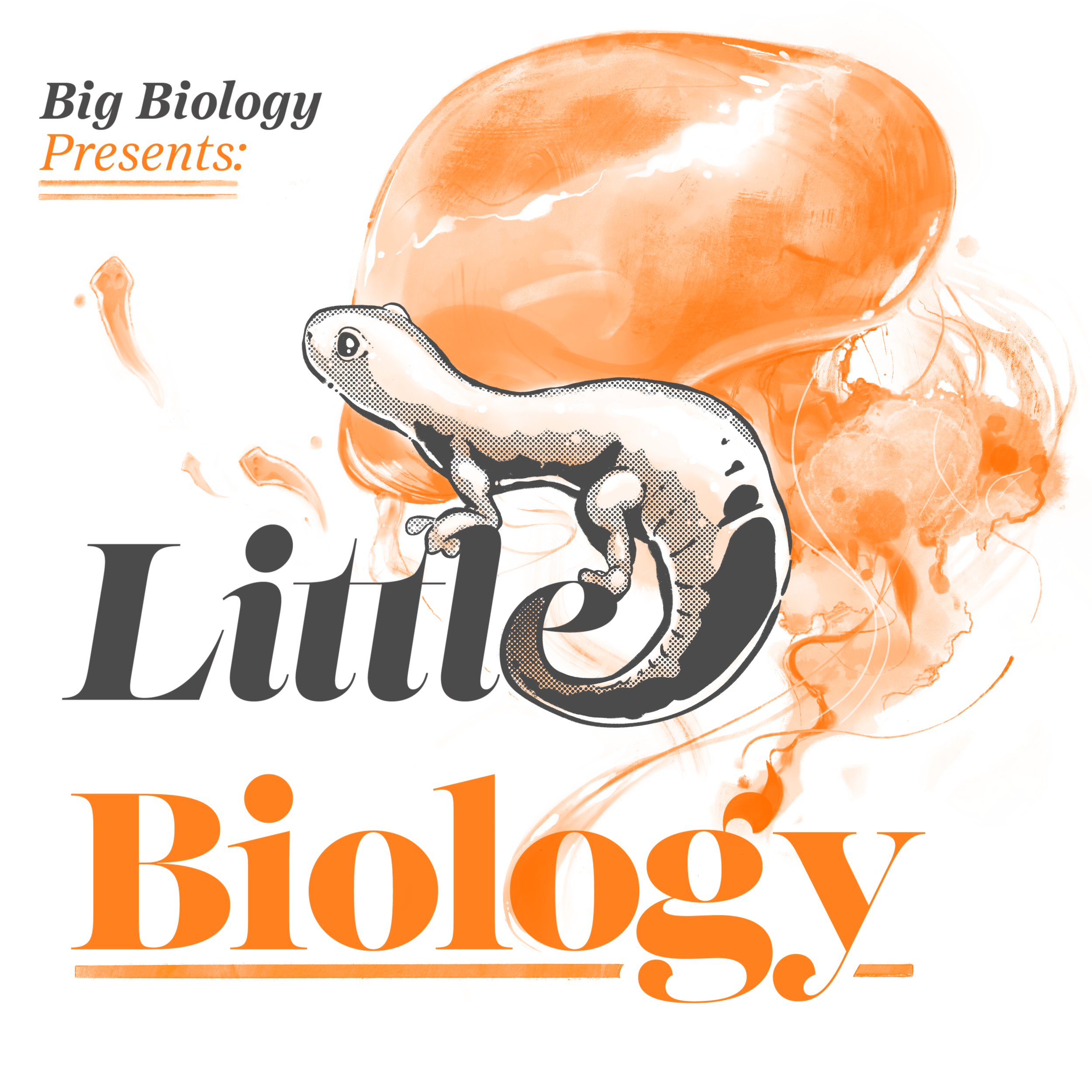 Little Biology:  Why can’t I regrow my arm?