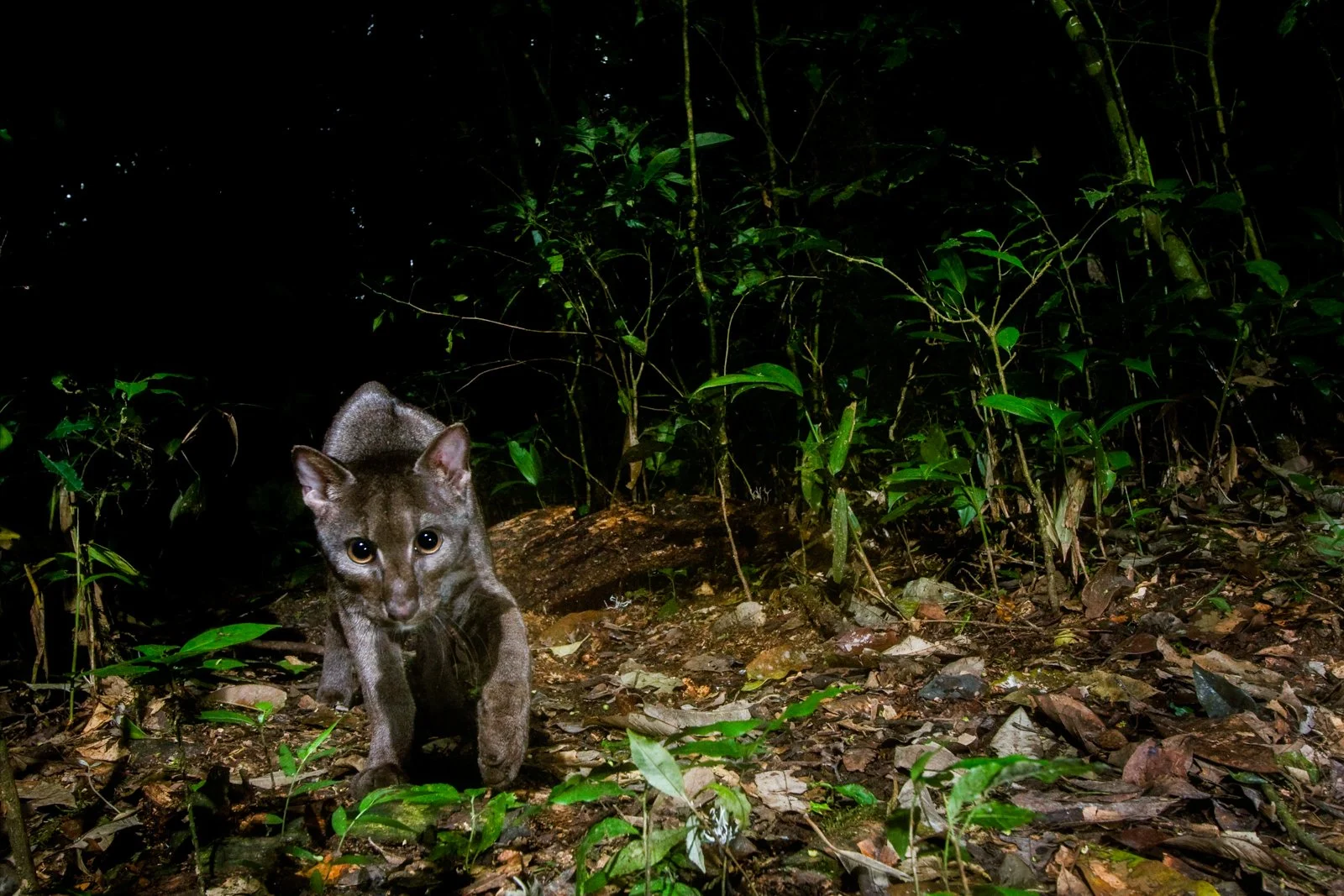 Ep 144: Heart of Gold (with Mwezi Mugerwa)