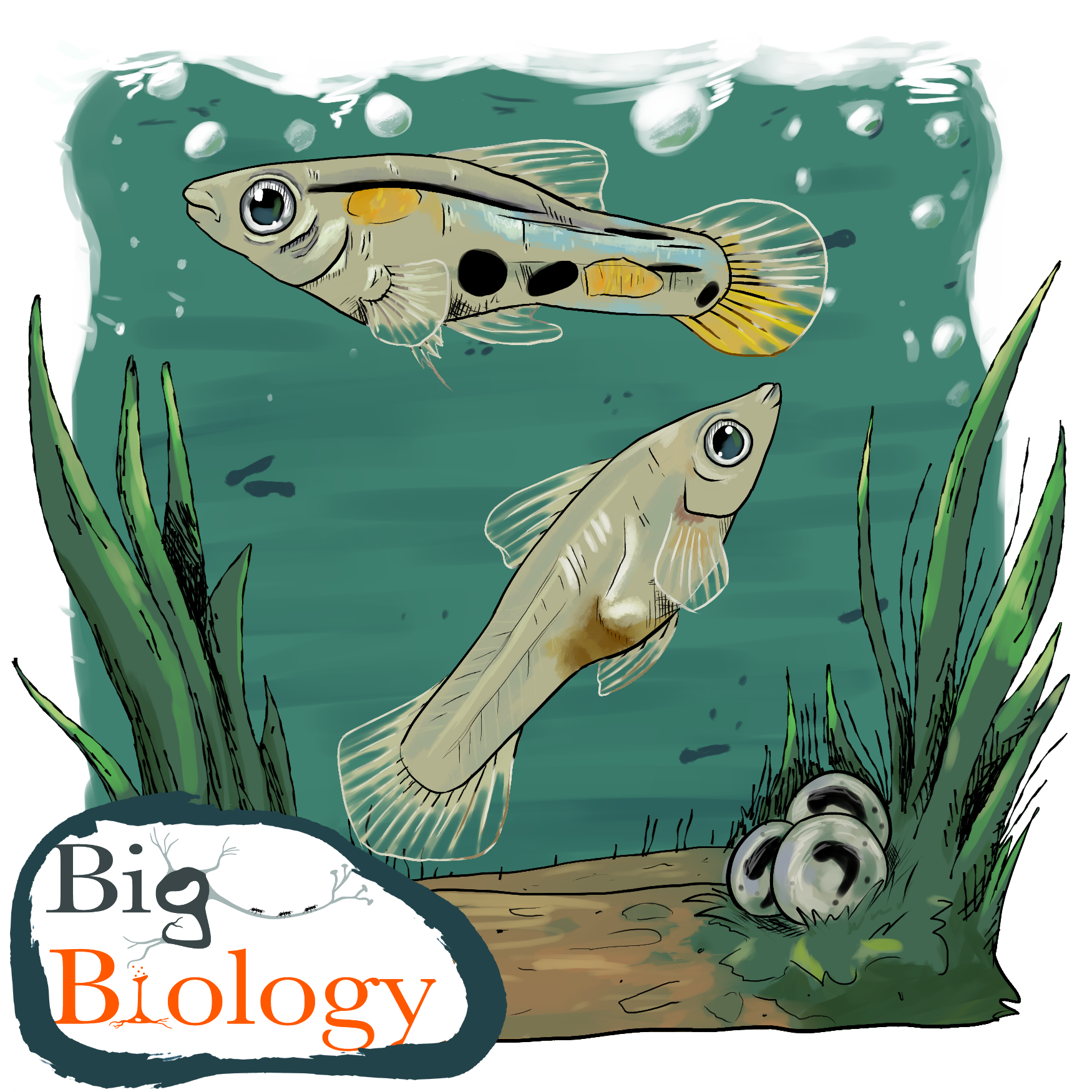 Ep 145: Evolution at the speed of life (with David Reznick)