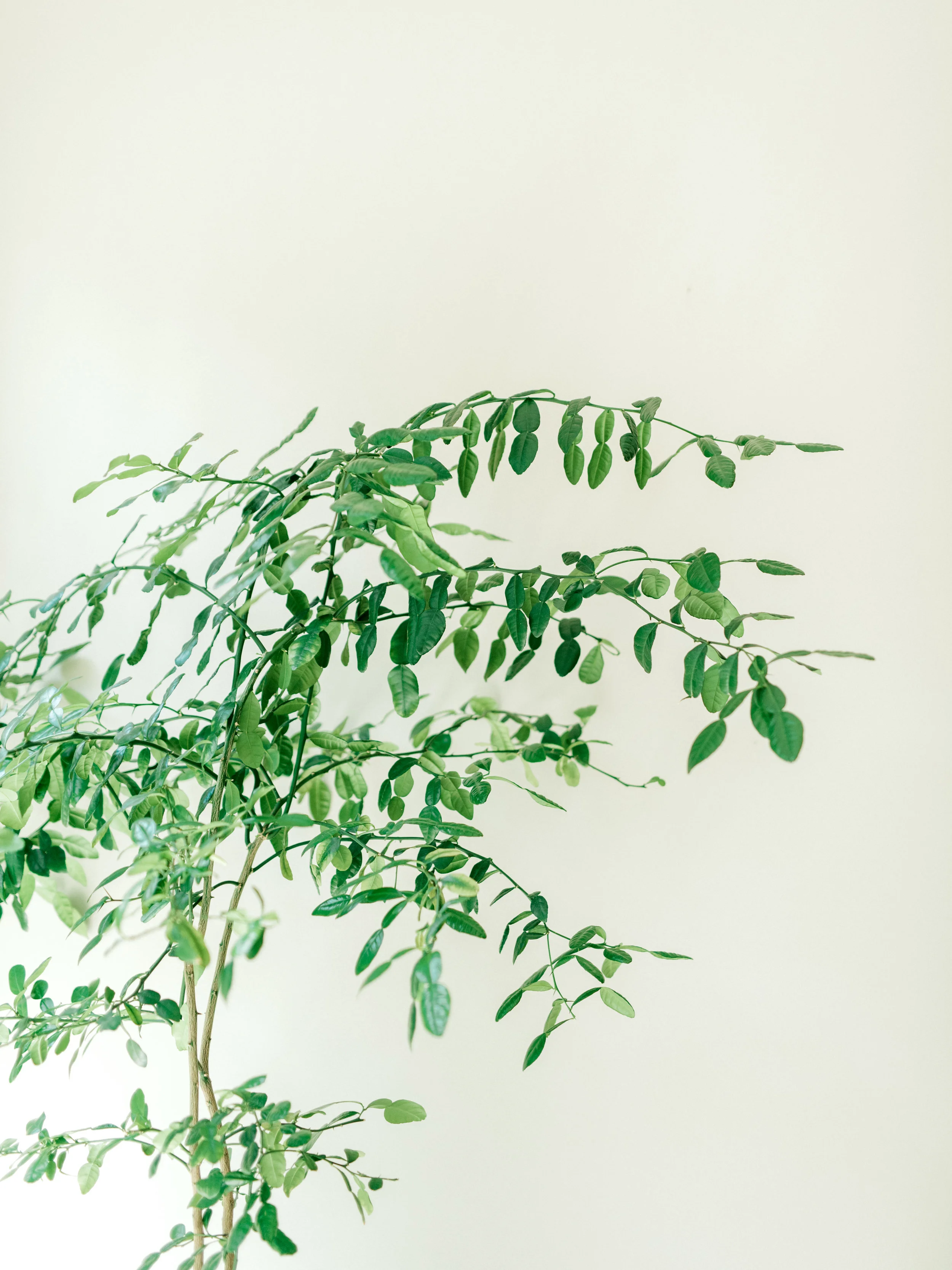 A pop of green from Lindsey and James’s colorful and modern wedding day at Hotel du Village.
