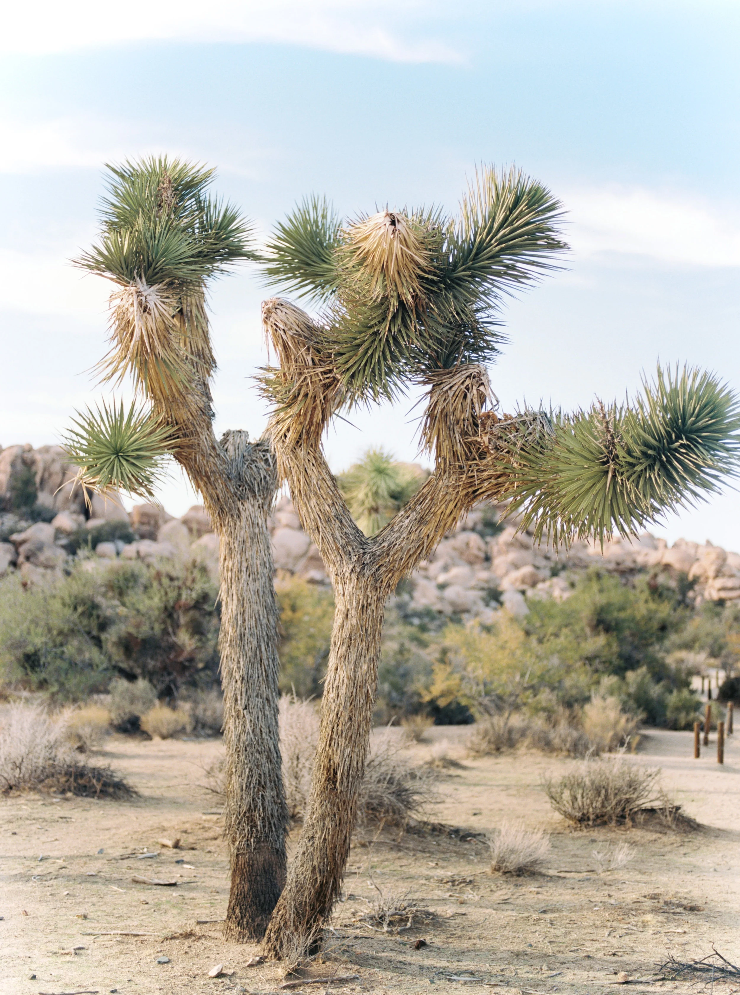 It’s amazing how different the plants can be on the other side of the country, we couldn’t keep our eyes off these charming trees from Jenna and Sam’s free-spirited desert engagement session in Joshue Tree