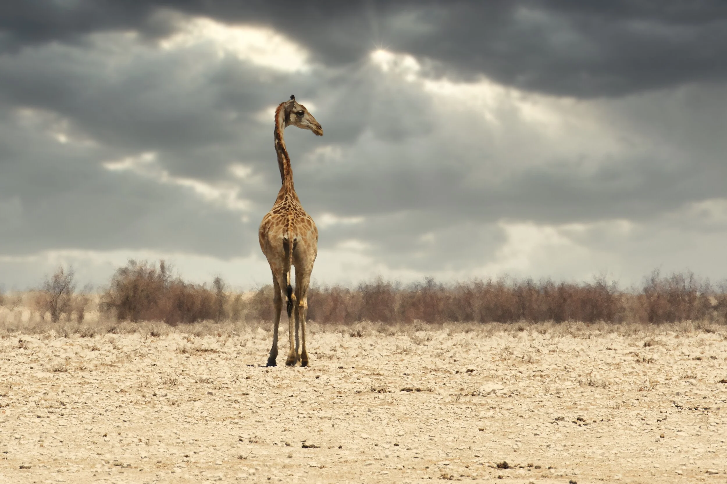 giraffe standing small.jpg
